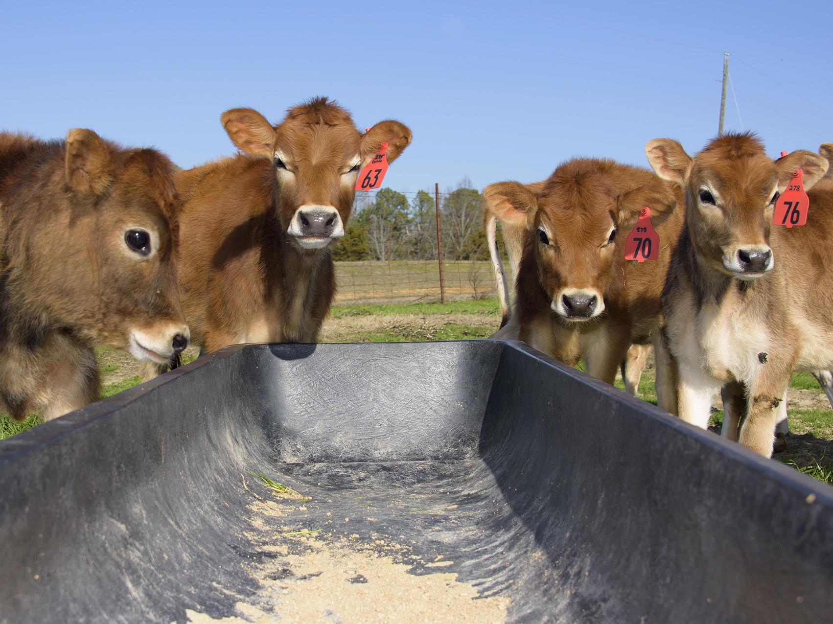 Jersey cows huddle outside the Joe Bearden Dairy Research Center in Sessums, Mississippi in February. Primarily due to a lower number of dairy cows, the state’s milk production in the first quarter of 2017 was down from the previous year. (Photo by MSU Extension/Kevin Hudson)