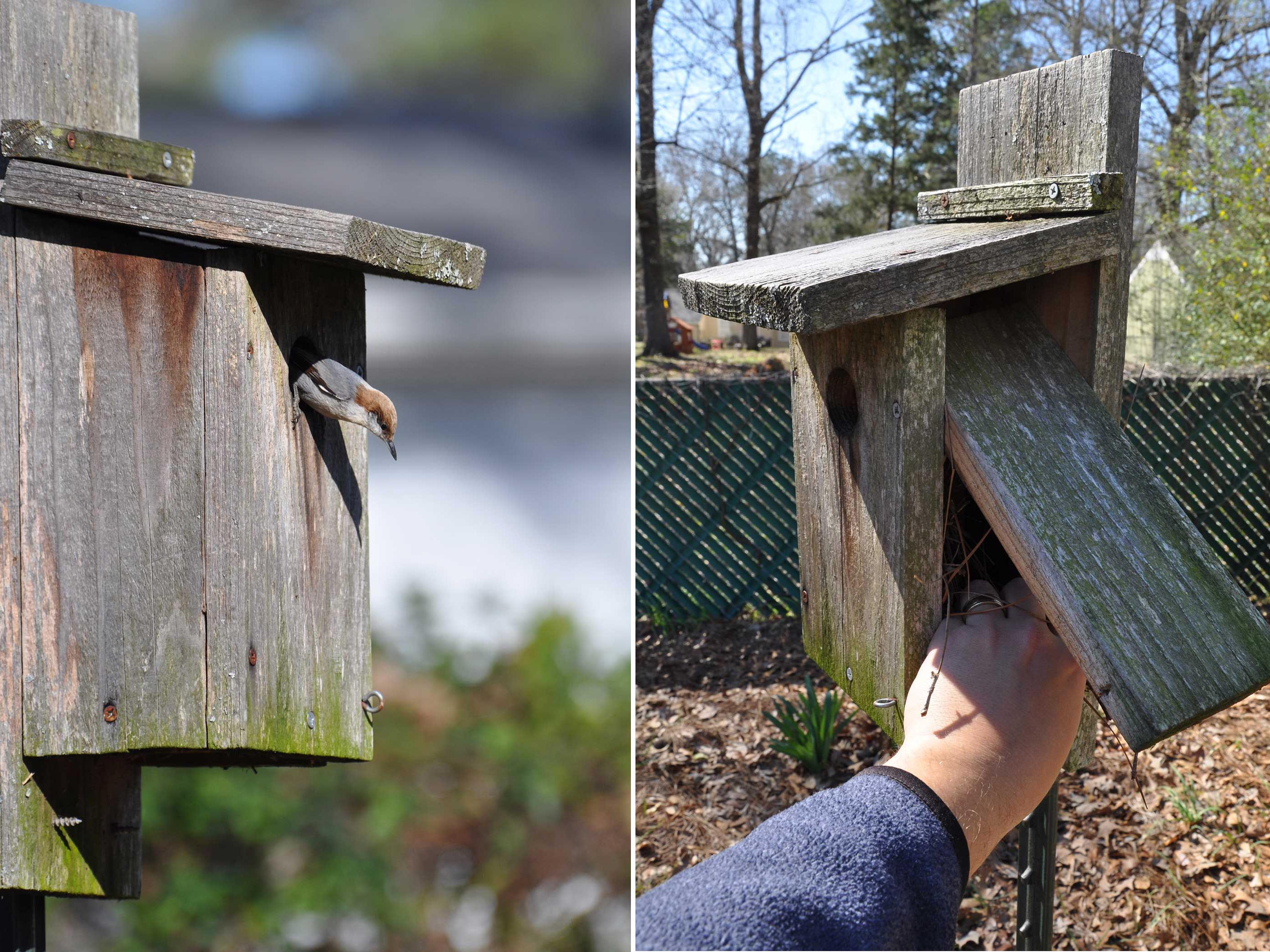 Brown-headed nuthatch (left) inspecting a recently cleaned-out nest box in a backyard in Clinton, Mississippi. Nest boxes with easy access doors make cleaning the boxes for the new breeding season simple and quick. (Photos by MSU Extension Service/Adam T. Rohnke). 