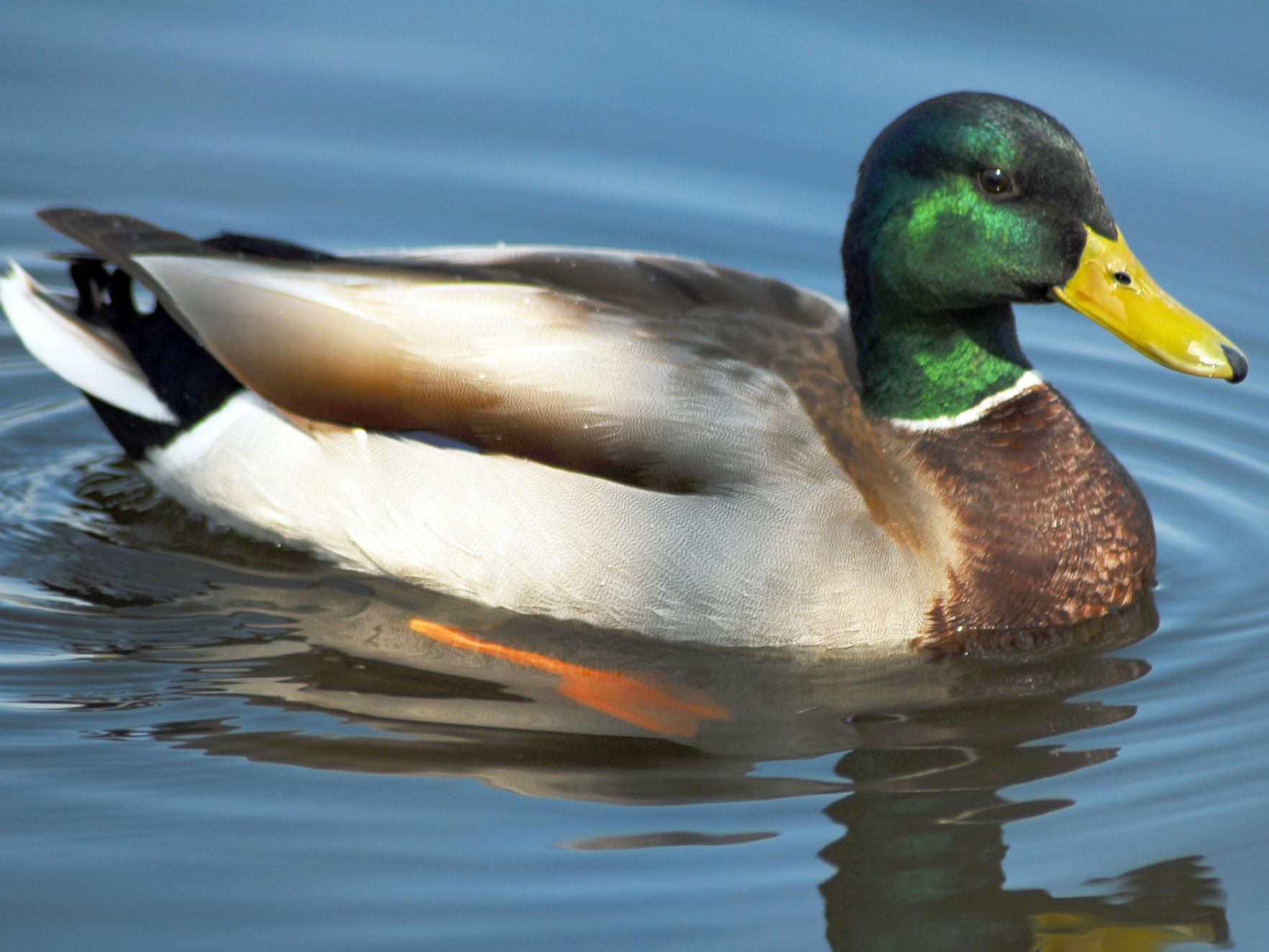 Mallard drakes are beautiful up close, but they are also stunning as they migrate across Mississippi skies in V formations. (Submitted photo)