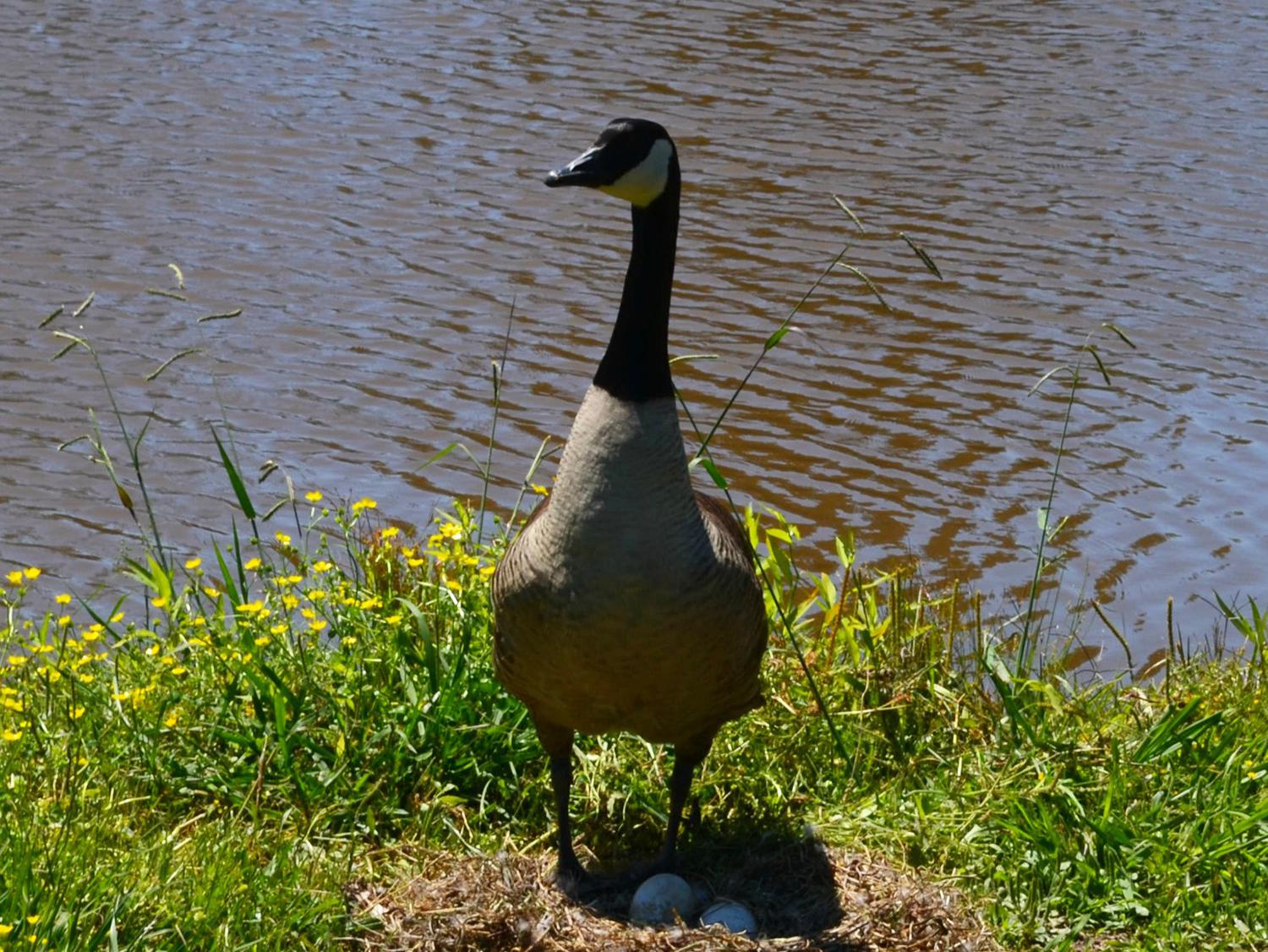 During late spring and early summer, spectators and photographers should limit stress for nesting birds, such as this Canada goose near a pond in Oktibbeha County, Mississippi, on May 7, 2017. (Photo by MSU Extension Service/Linda Breazeale)