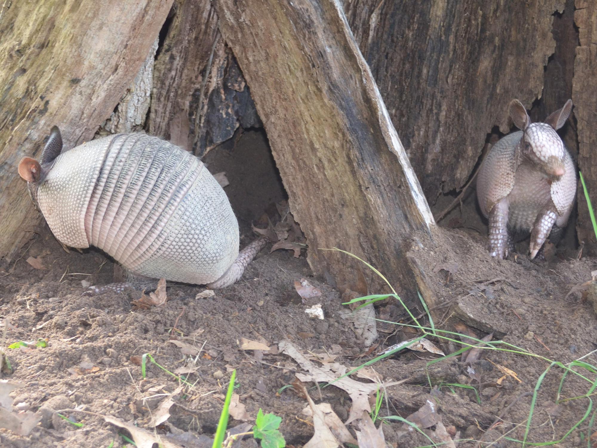 Armadillos dig up gardens in search of insects to eat but do not typically consume garden plants. (File photo by MSU Extension Service/Linda Breazeale)