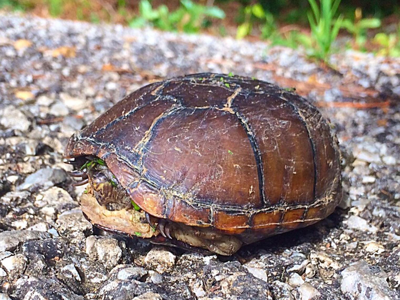 Retreating into its shell will not protect this box turtle from most road dangers. If conditions are safe, render aid by moving or encouraging snakes and turtles off roads in the directions they are already headed. (Photo by MSU Extension Service/Evan O’Donnell)