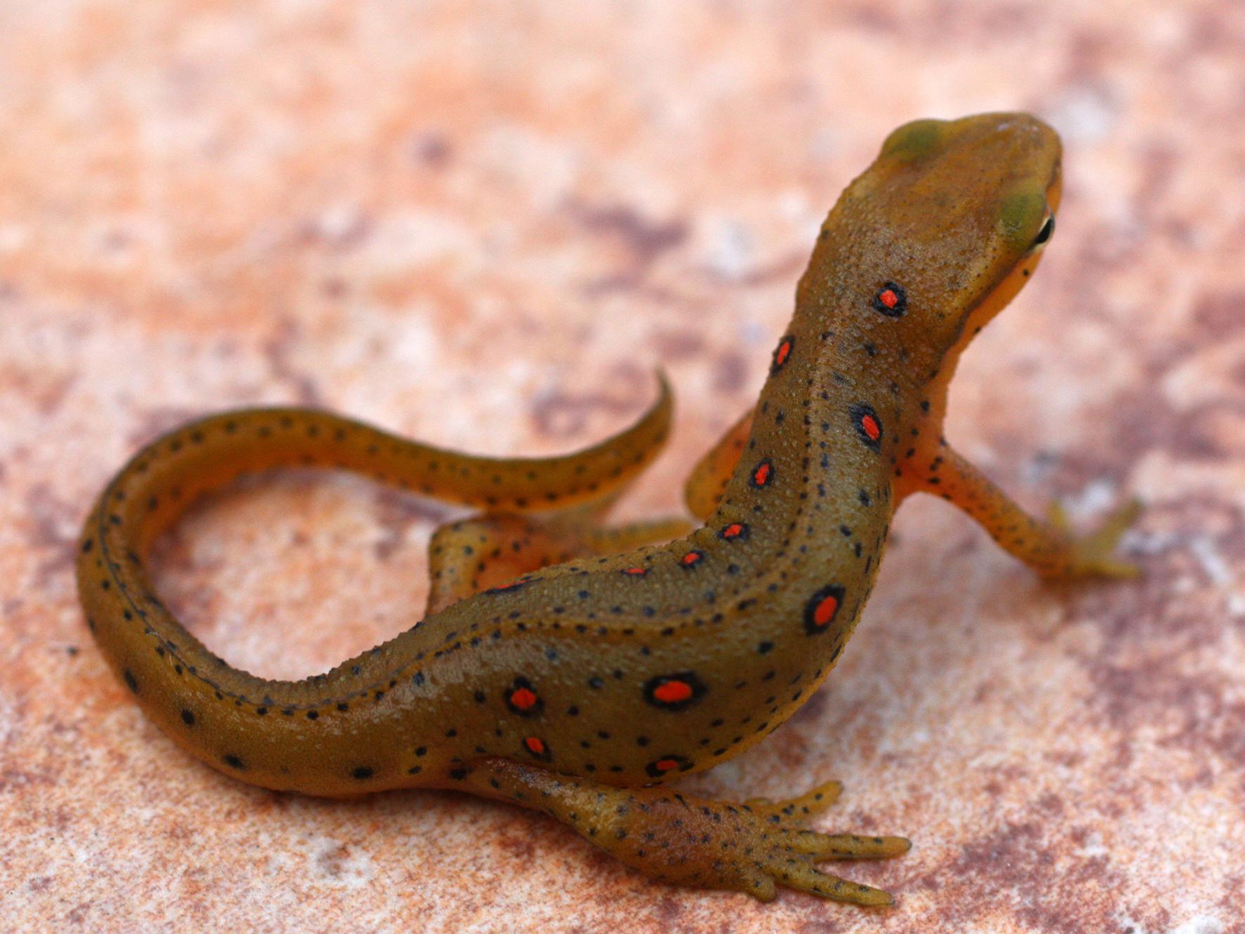 Newts are common inhabitants of small, woodland ponds, especially when no fish are present. (Photo by MSU Extension Service/Wes Neal)