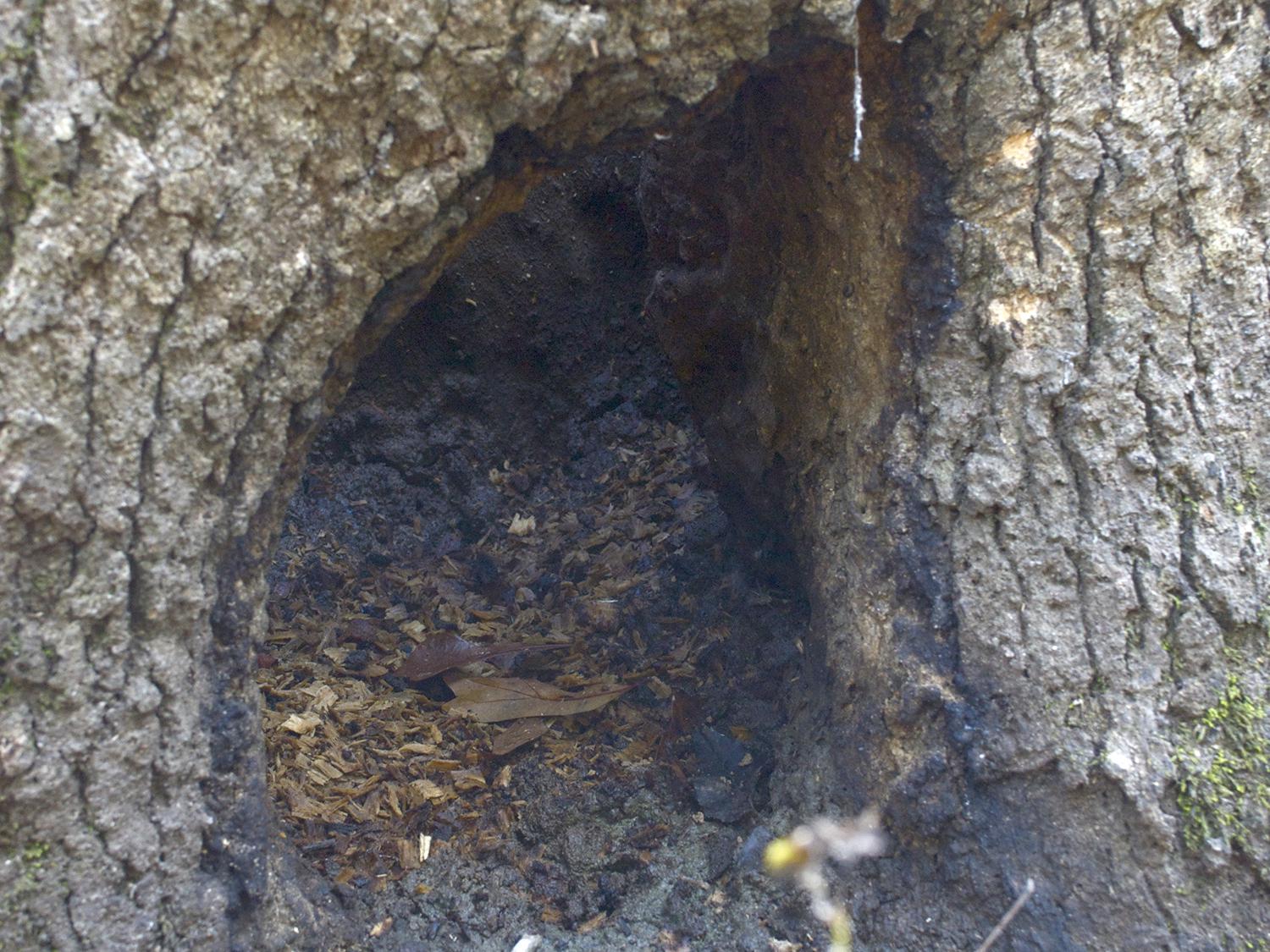 Bats roosting in the cavity of large tree.