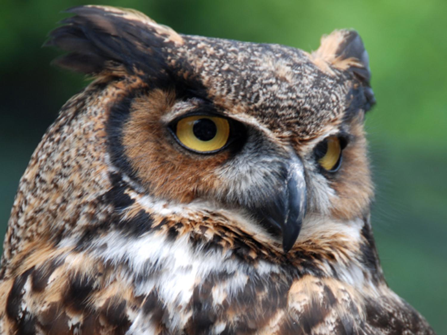 Close-up photo of a brown and white owl as it looks off to the right.