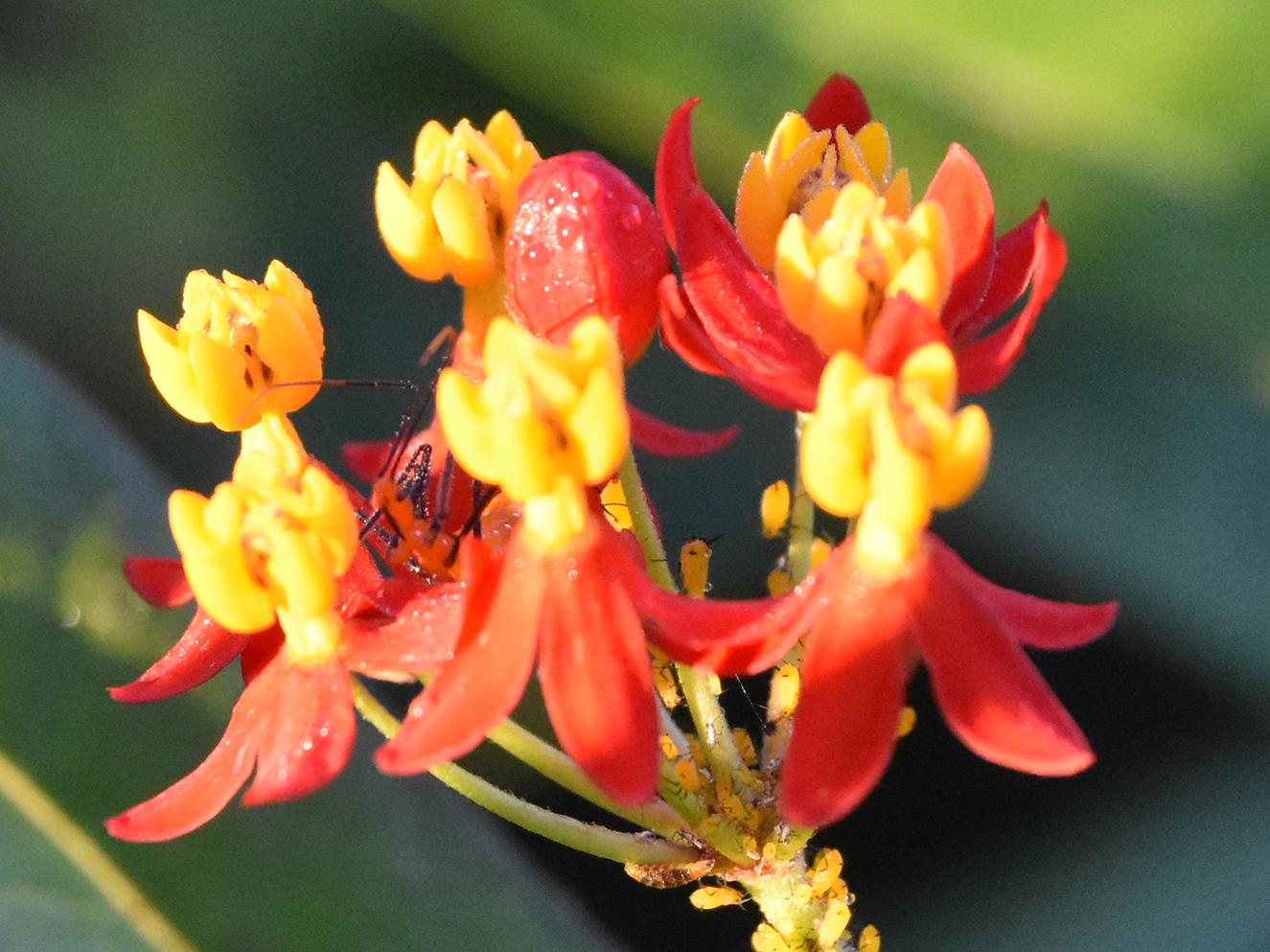 Both butterflies and aphids are attracted to tropical milkweed in droves. While unsightly, aphids don’t seem to impact growth and flowering. (Photo by MSU Extension/Gary Bachman)