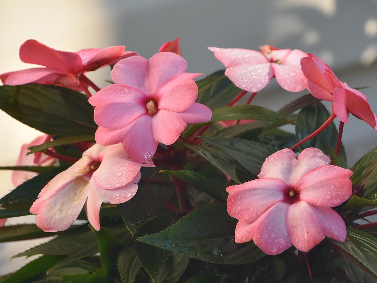 New Guinea impatiens are strictly shade-loving plants that can complement their sun-loving cousins, the SunPatiens. (Photo by MSU Extension/Gary Bachman)