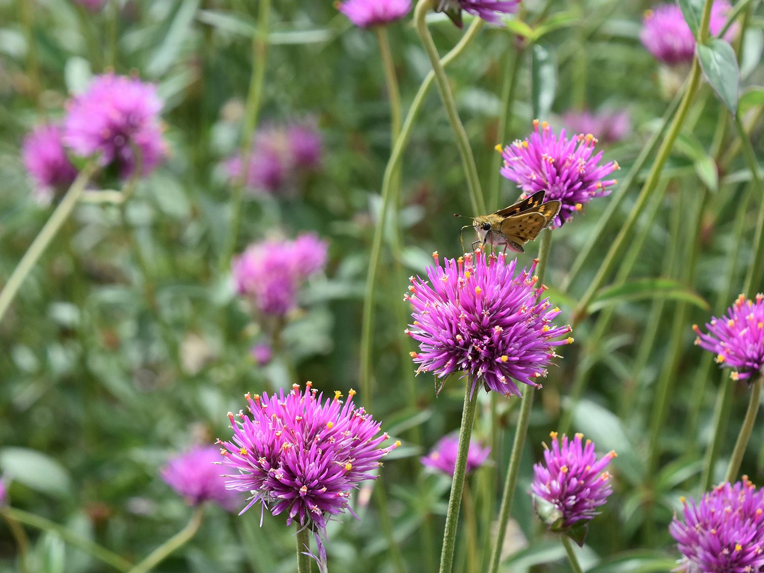 The hot-pink flowers of Fireworks gomphrenas have little, yellow tips that capture the essence of a celebratory explosion. (Photo by MSU Extension/Gary Bachman)