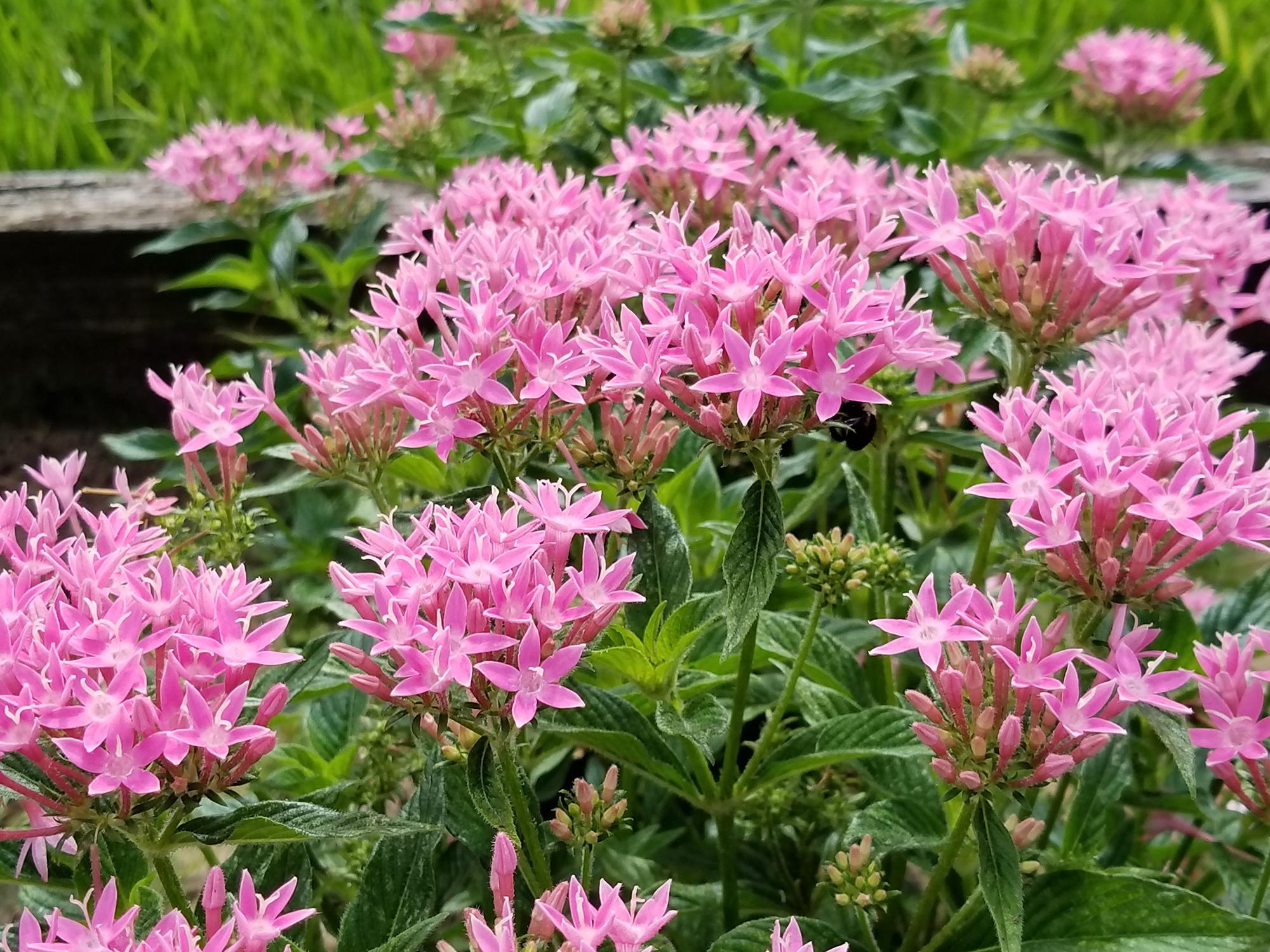 These Lucky Pink pentas offer a rich pink color on branching, compact plants. 