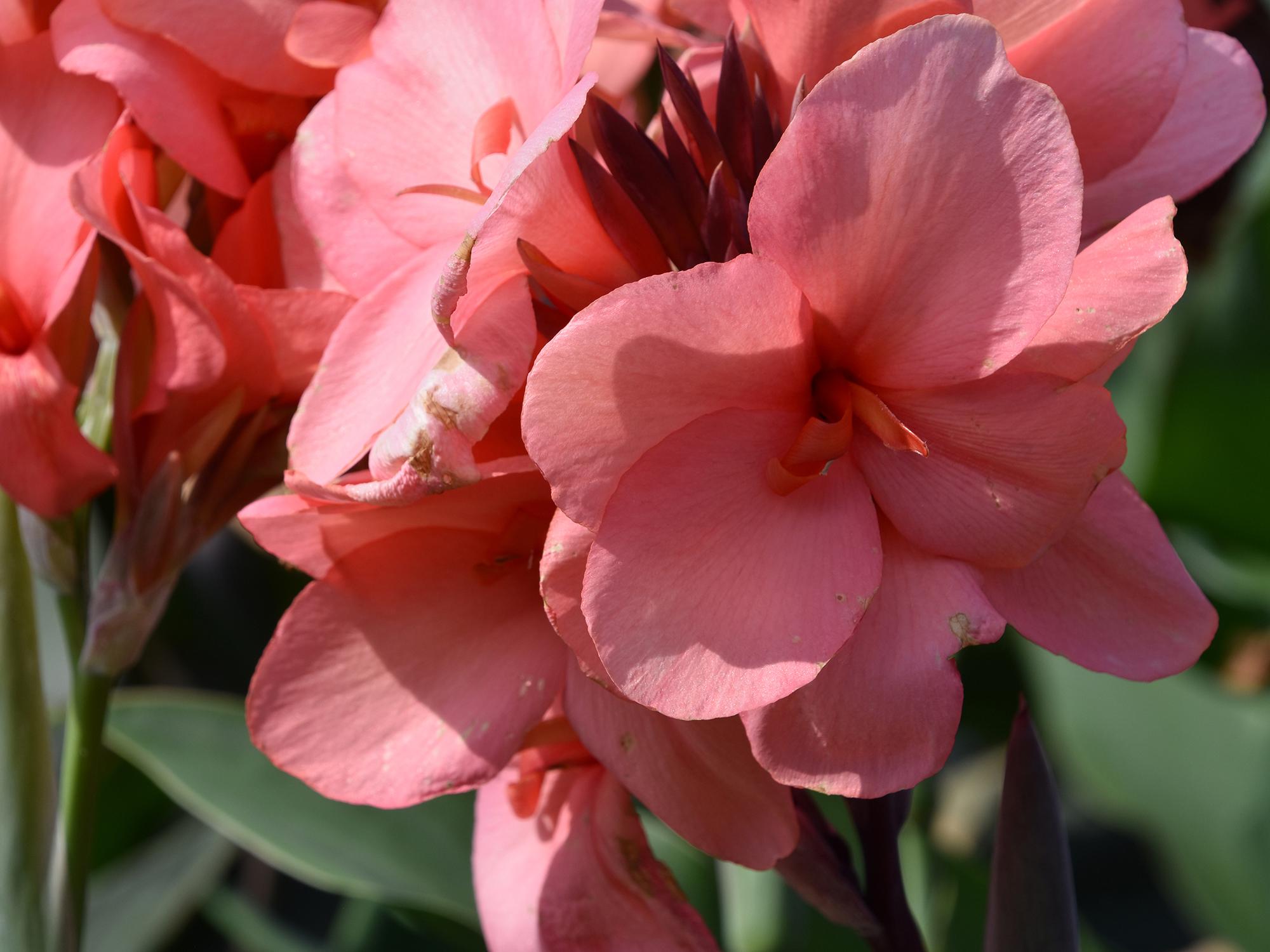 Toucan Rose canna flowers in a garden landscape with shades of pink and dark red are brightened by sunlight.