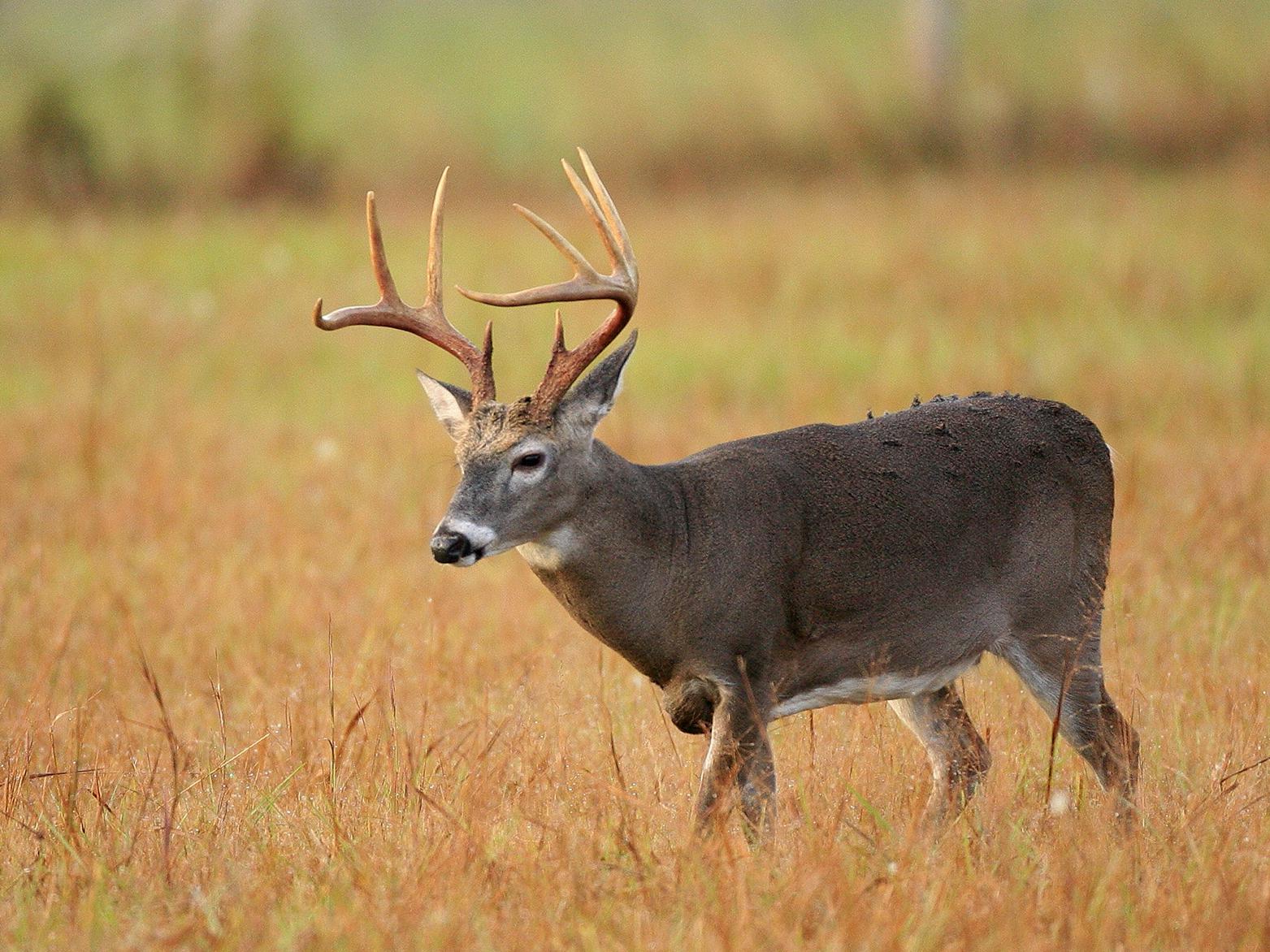 A large buck walks through a brown field.