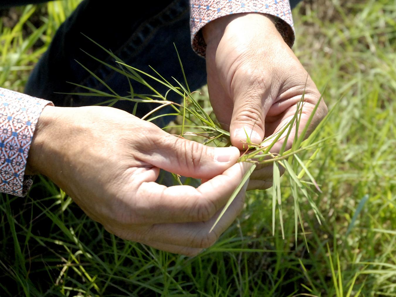 A man’s hands are pictured holding a stem of grass.