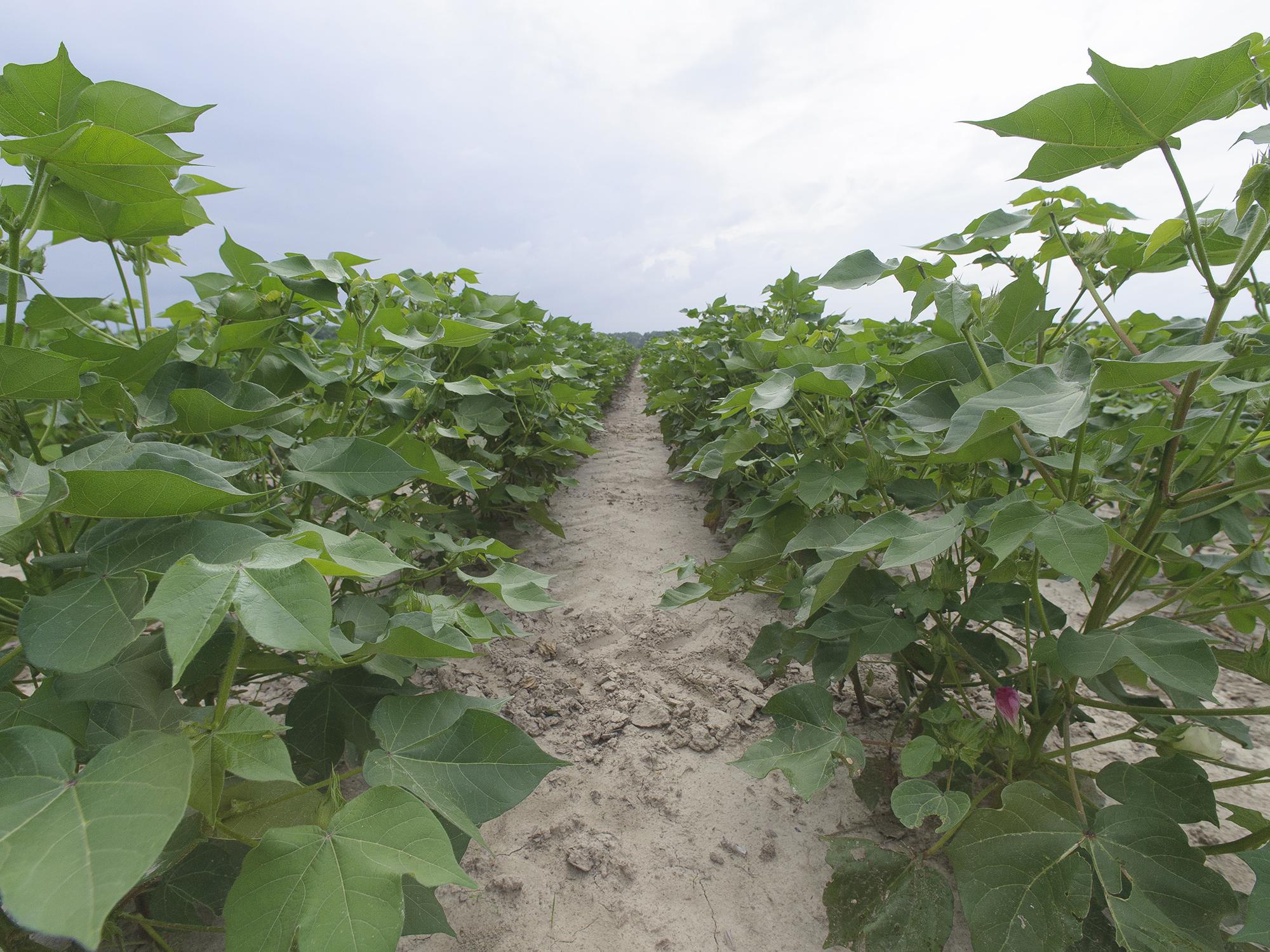 Straight rows of cotton grow toward the horizon.