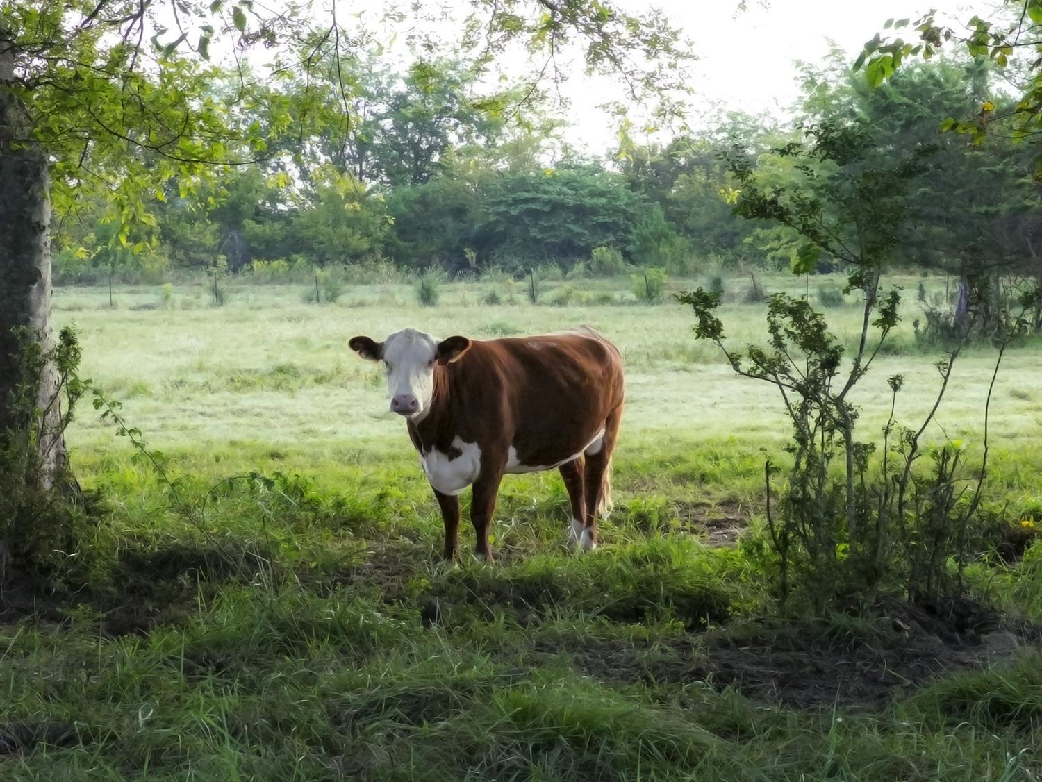 One red and white cow faces the camera while standing in a pasture green with grass and trees.