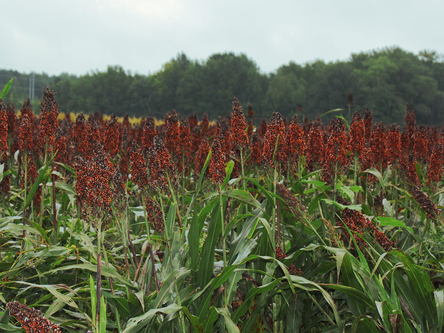 Hundreds of reddish-brown heads of grain sorghum rise above green stalks in a field.