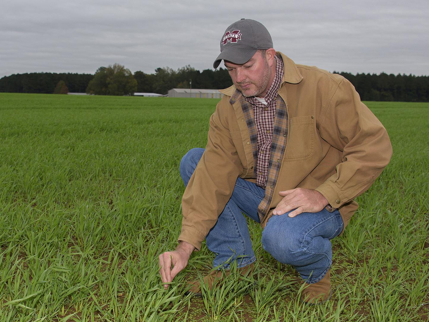 A man in a jacket and baseball cap kneels down to touch small, grass-like plants that cover a field.