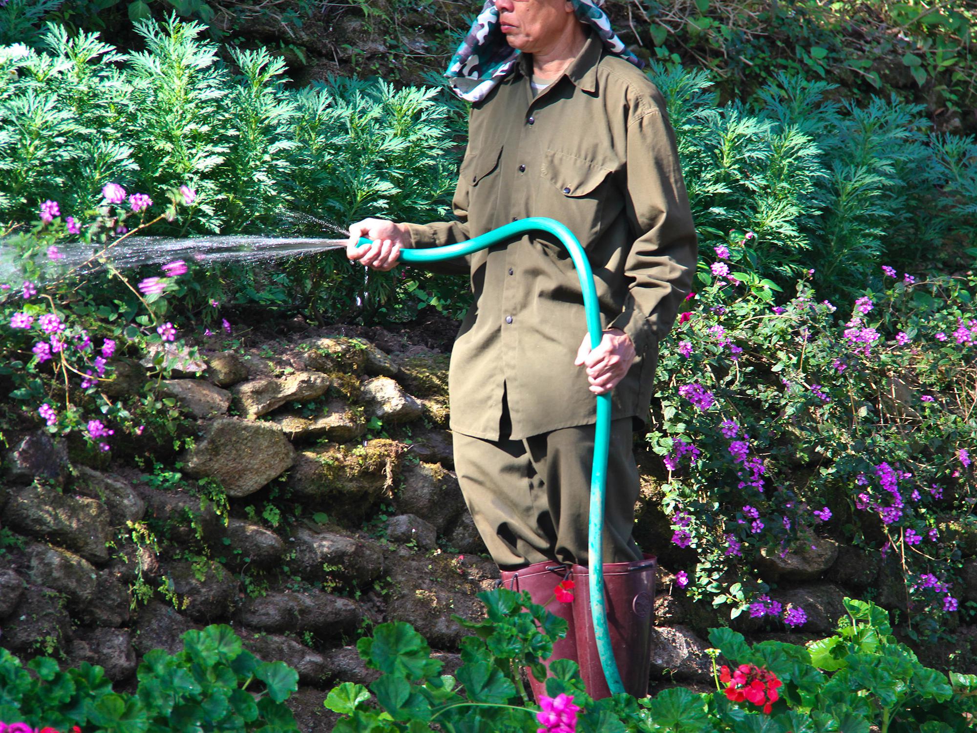 Man waters garden flowers from a water hose.