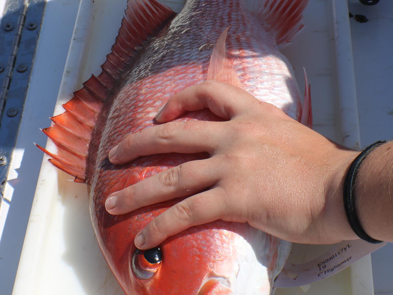 A left hand holds a mostly red fish down with a right hand marking the tail’s end on a measuring tape.