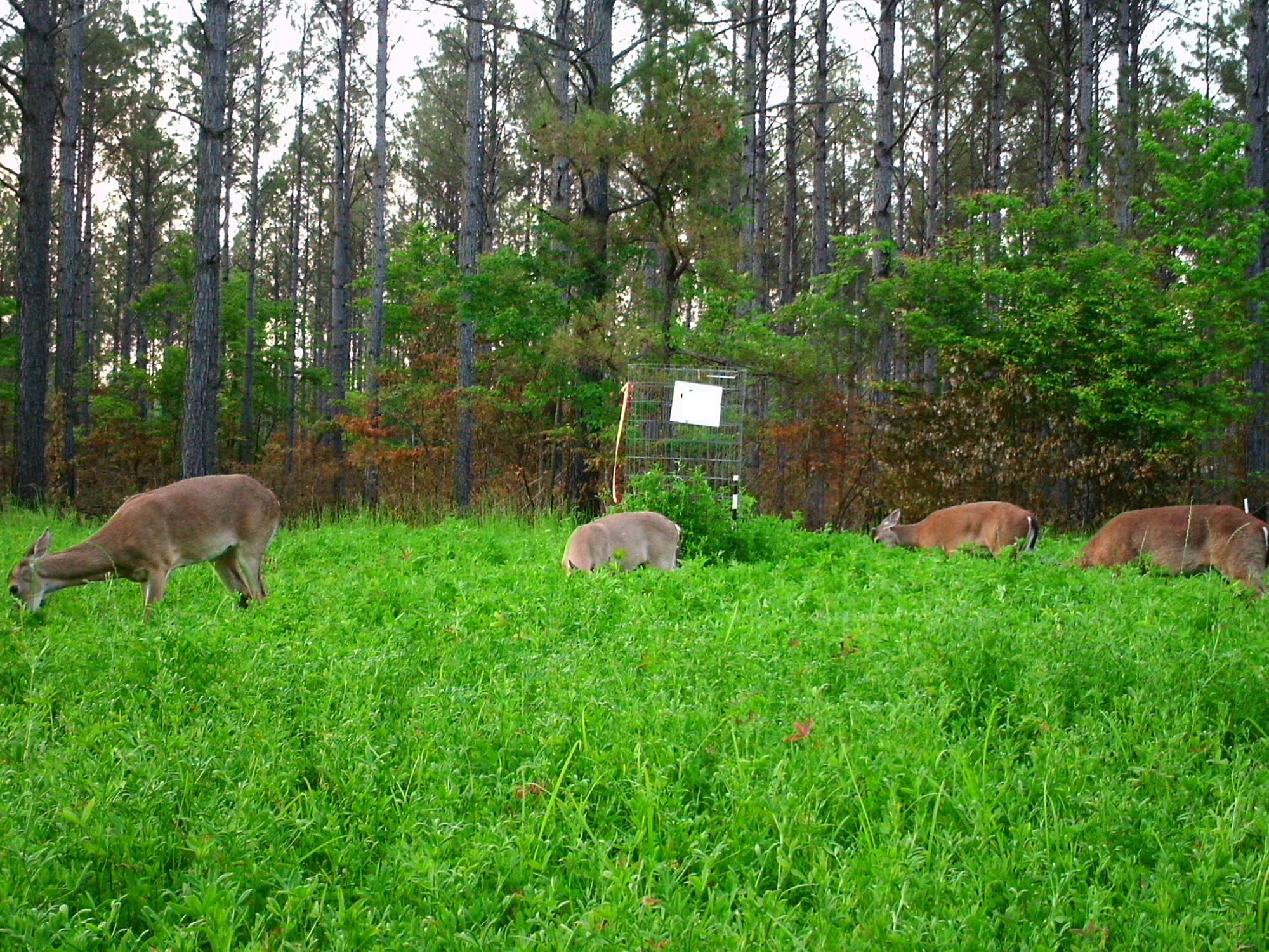 Four deer graze in tall, lush clover with thinned pines in the background.