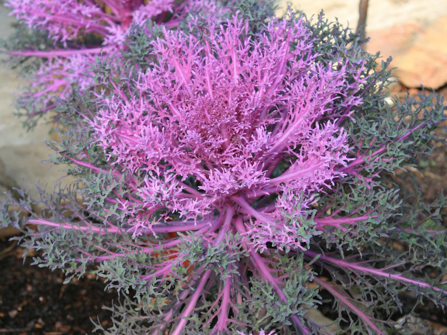 Grayish-purple kale plants are displayed, each with light purple centers.