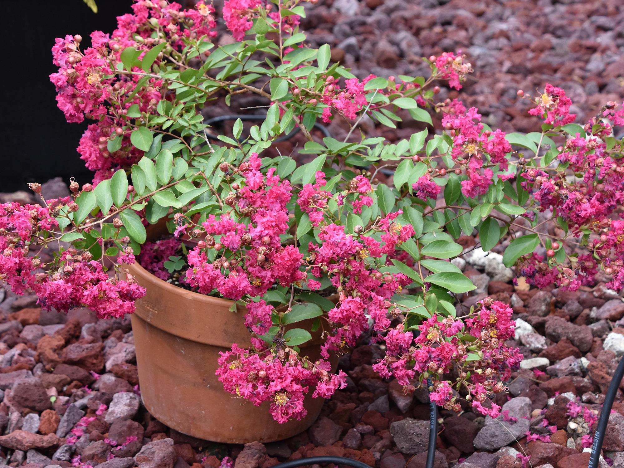  A brown clay pot contains a small bush with pink flowers.