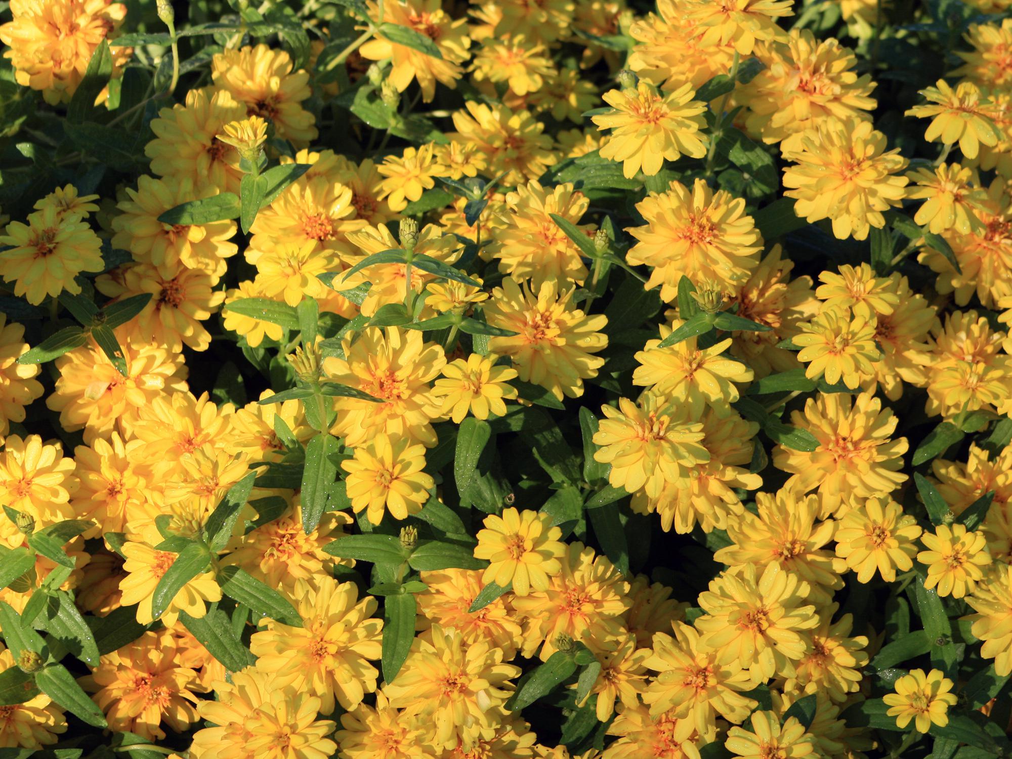 Dozens of yellow flowers fill the frame.