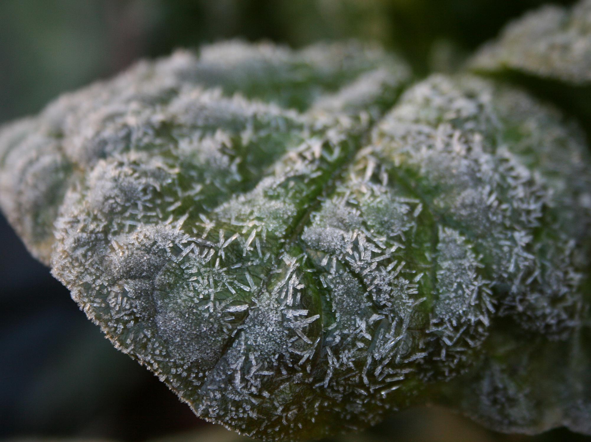 A green leaf is covered with individual, geometric ice crystals.