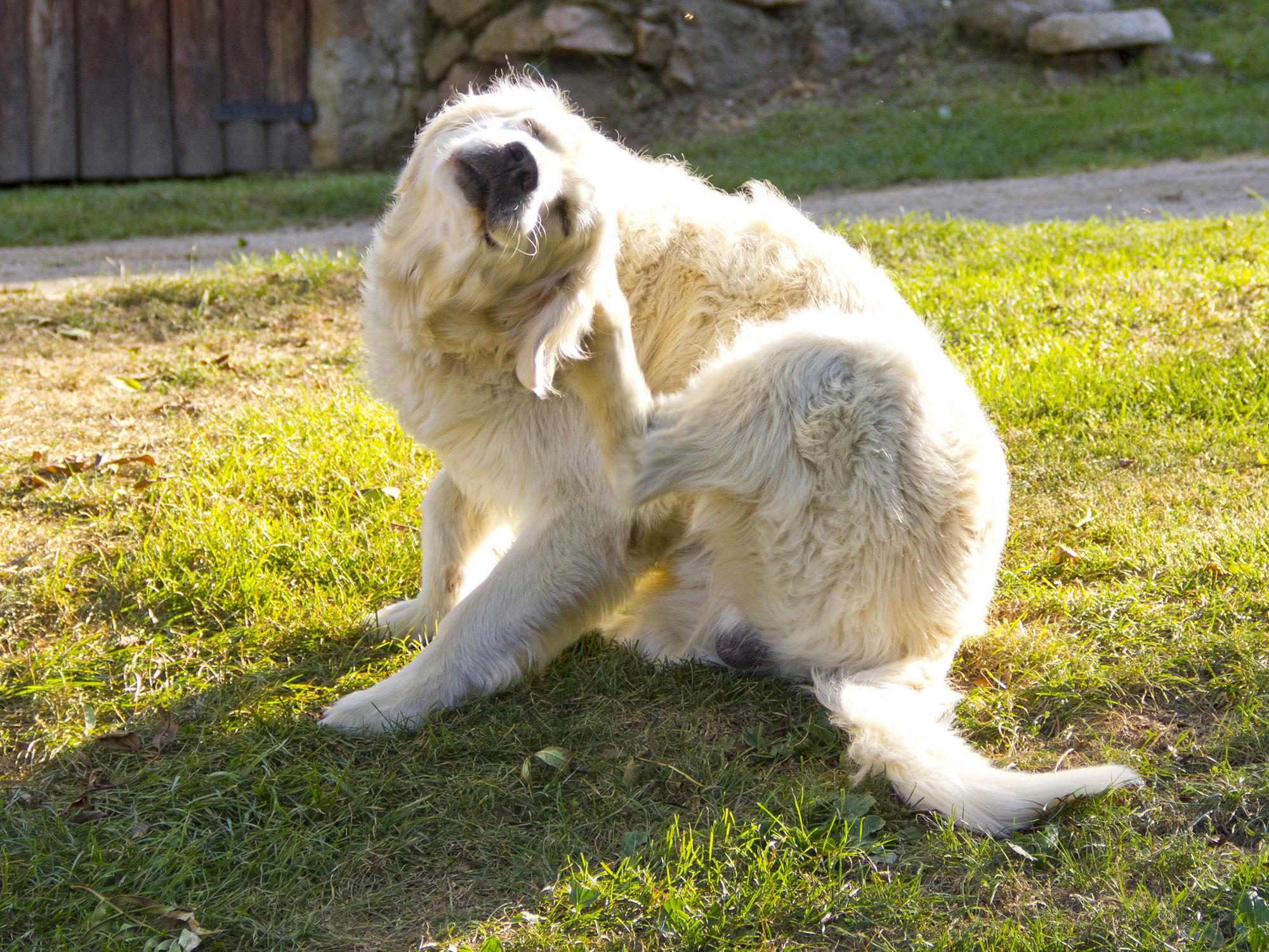 A golden retriever scratches fleas on green grass.