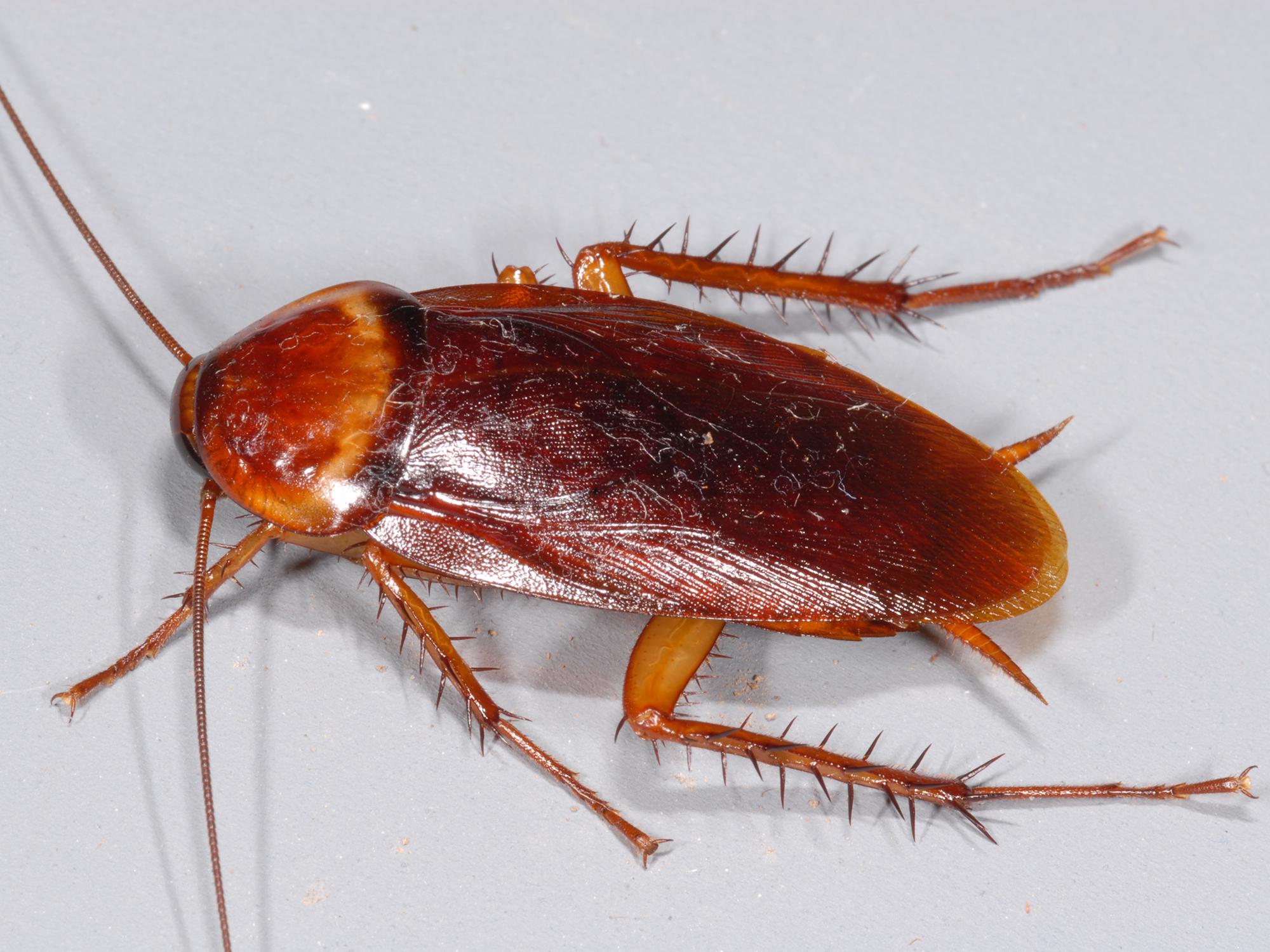 Image is of a shiny, medium-brown cockroach with six legs and long antennae.