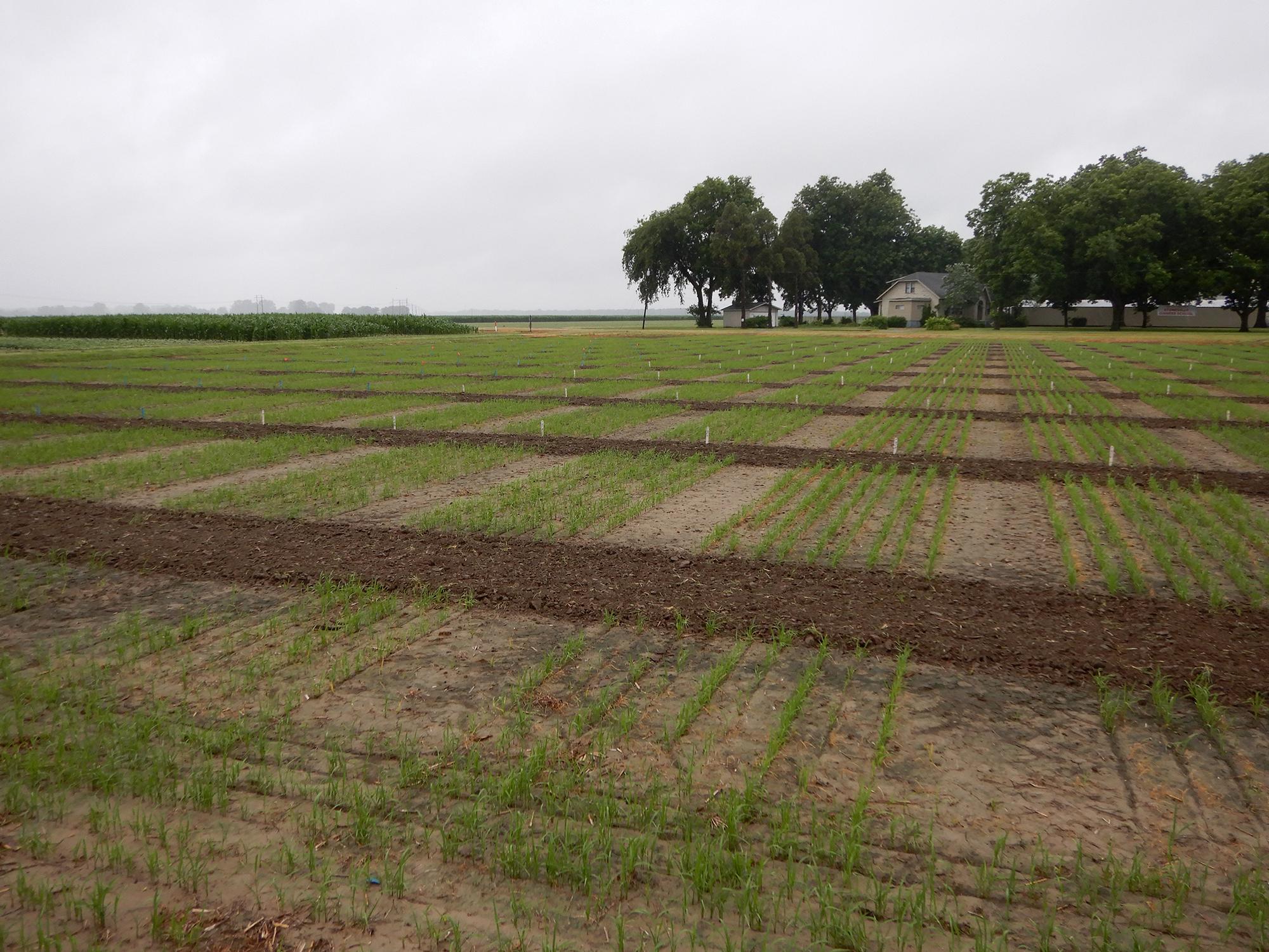 Rows of young rice plants sticking several inches above ground.