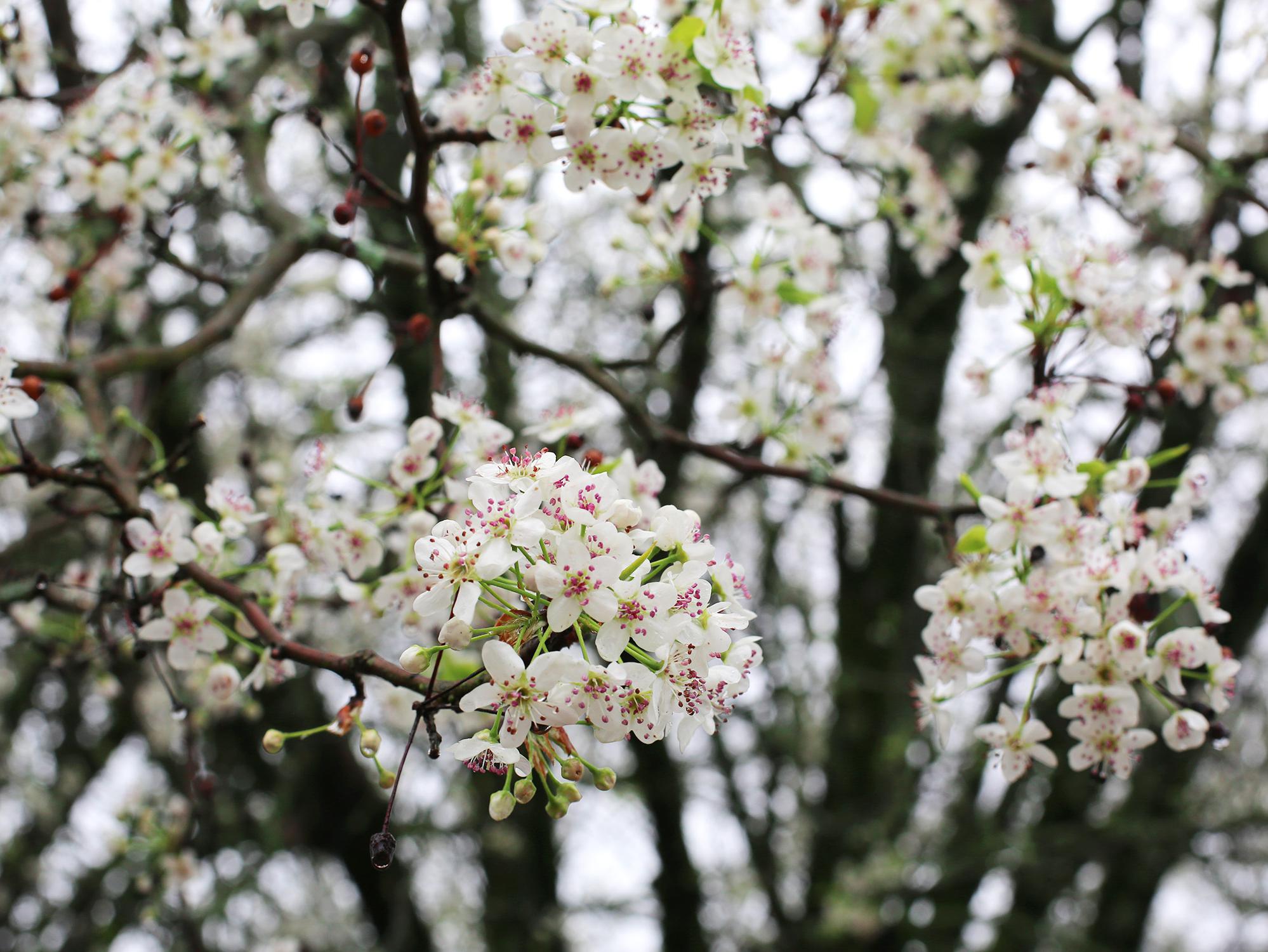 A close-up picture of a cluster of white flowers, which individually have five petals on light-green stems. Other clusters on the tree are out of focus in the background. 