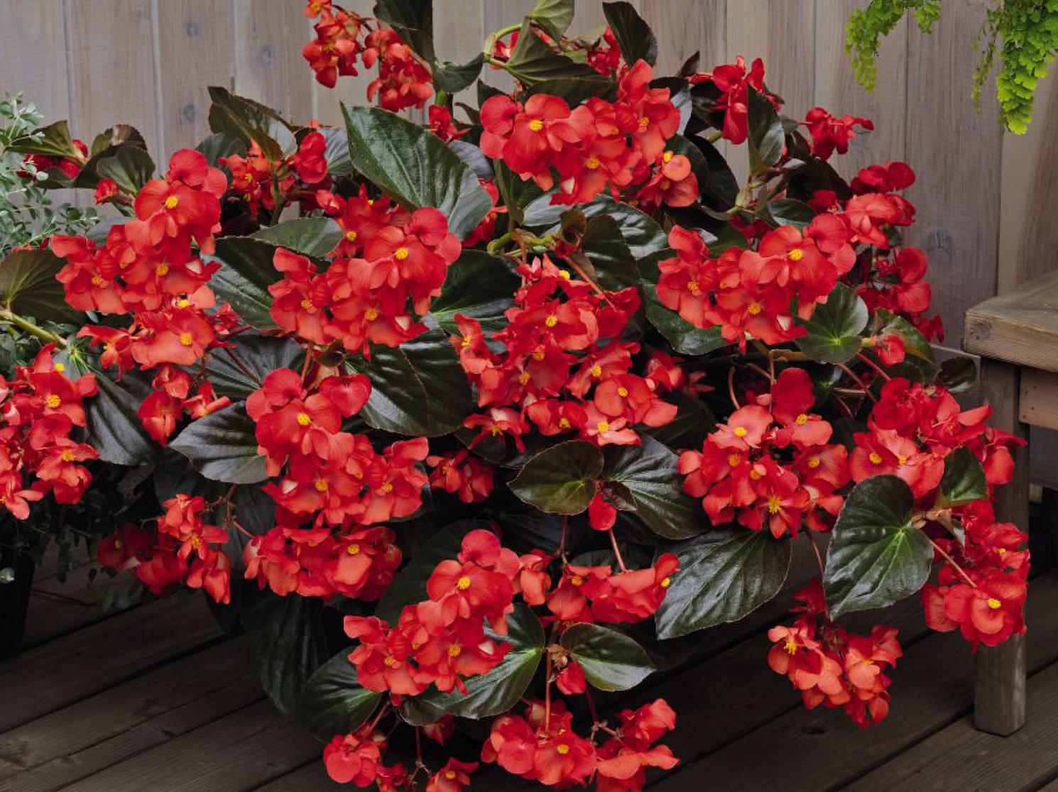 Large clusters of red flowers rise above bronze-colored leaves in a pot placed on a wooden deck with a wooden fence behind.