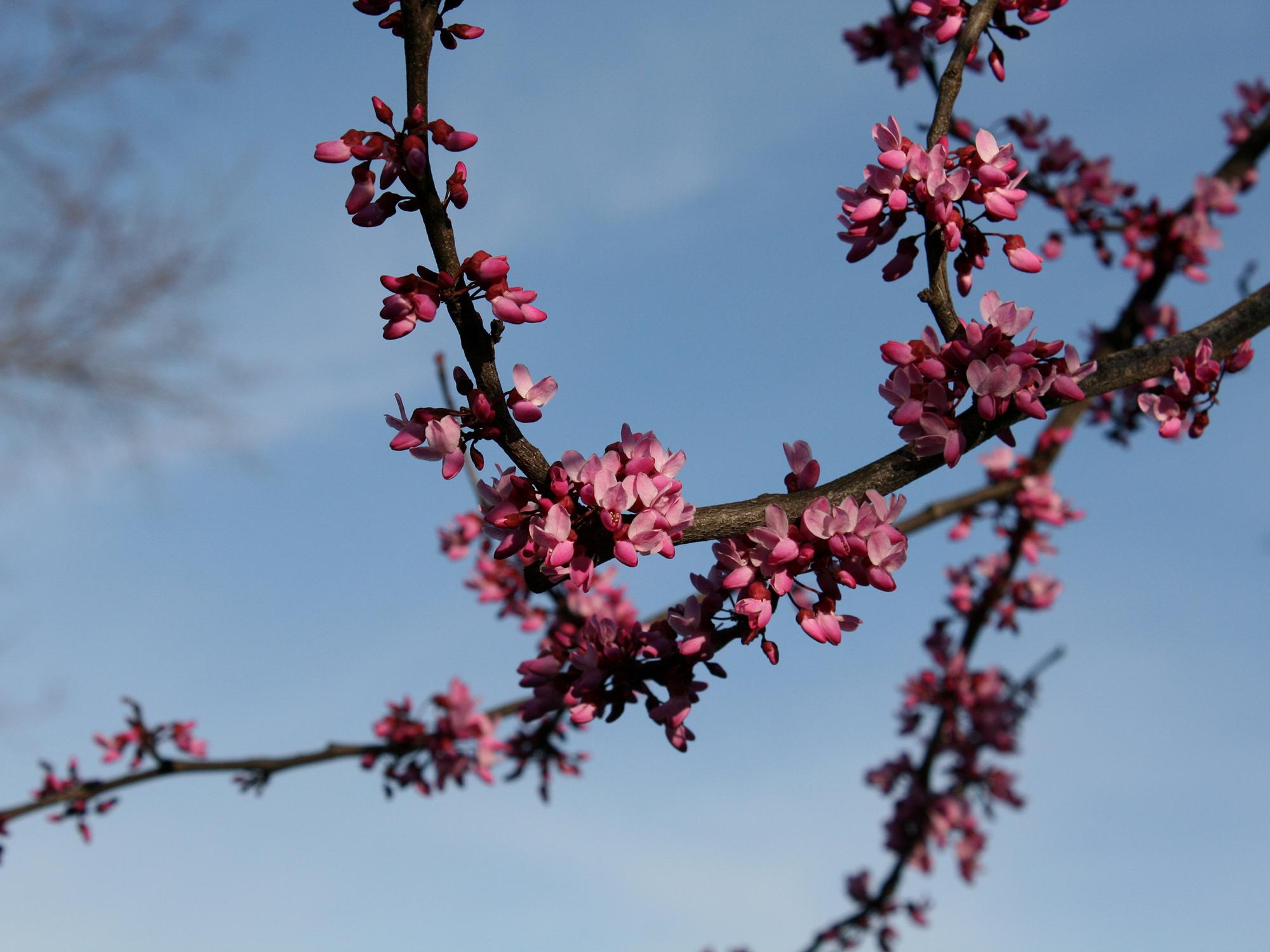 Pea-sized redbud flowers hang from thin tree branches.