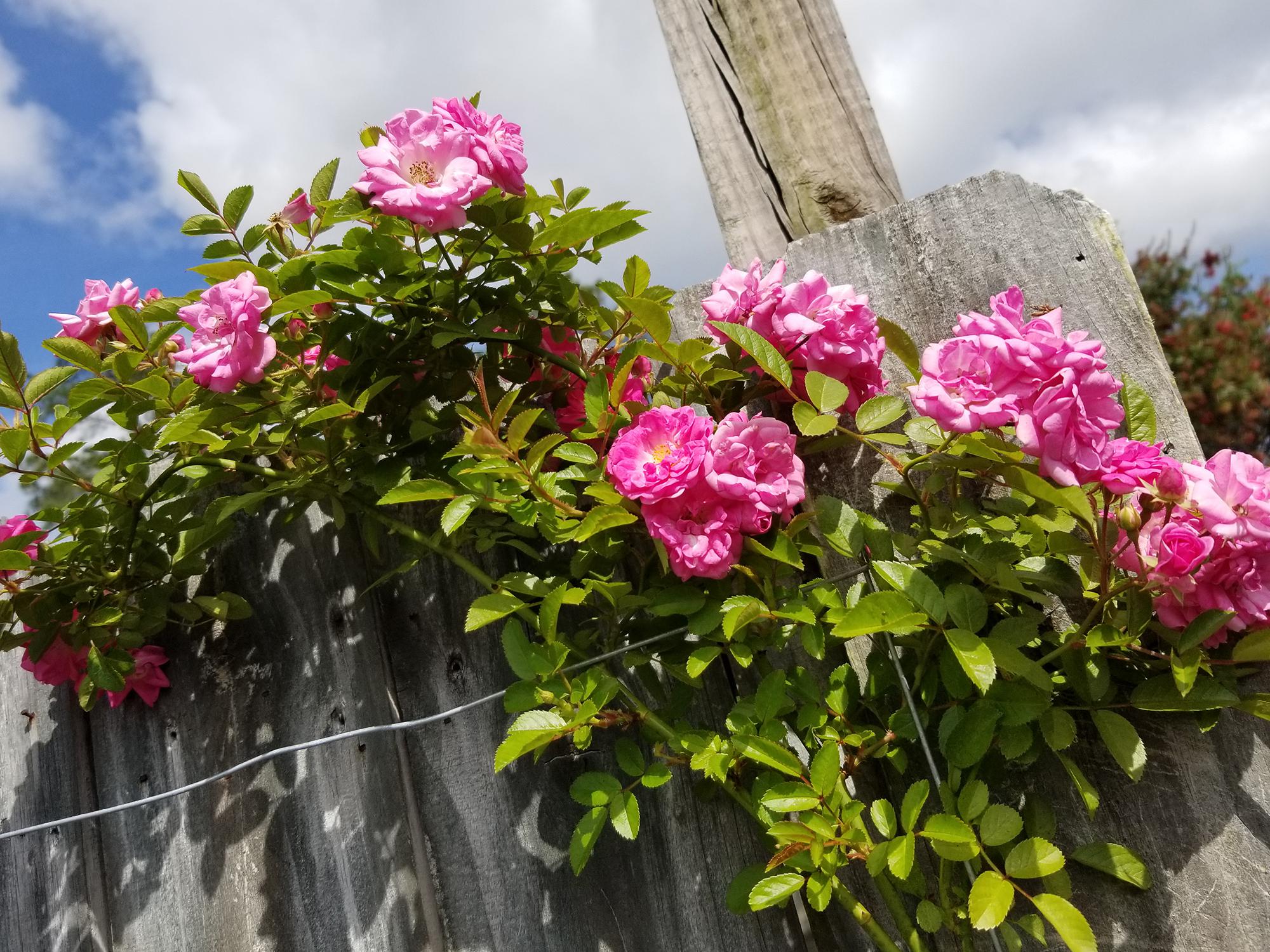 Numerous pink roses flowers bloom on light-green leaves against a gray wood fence.