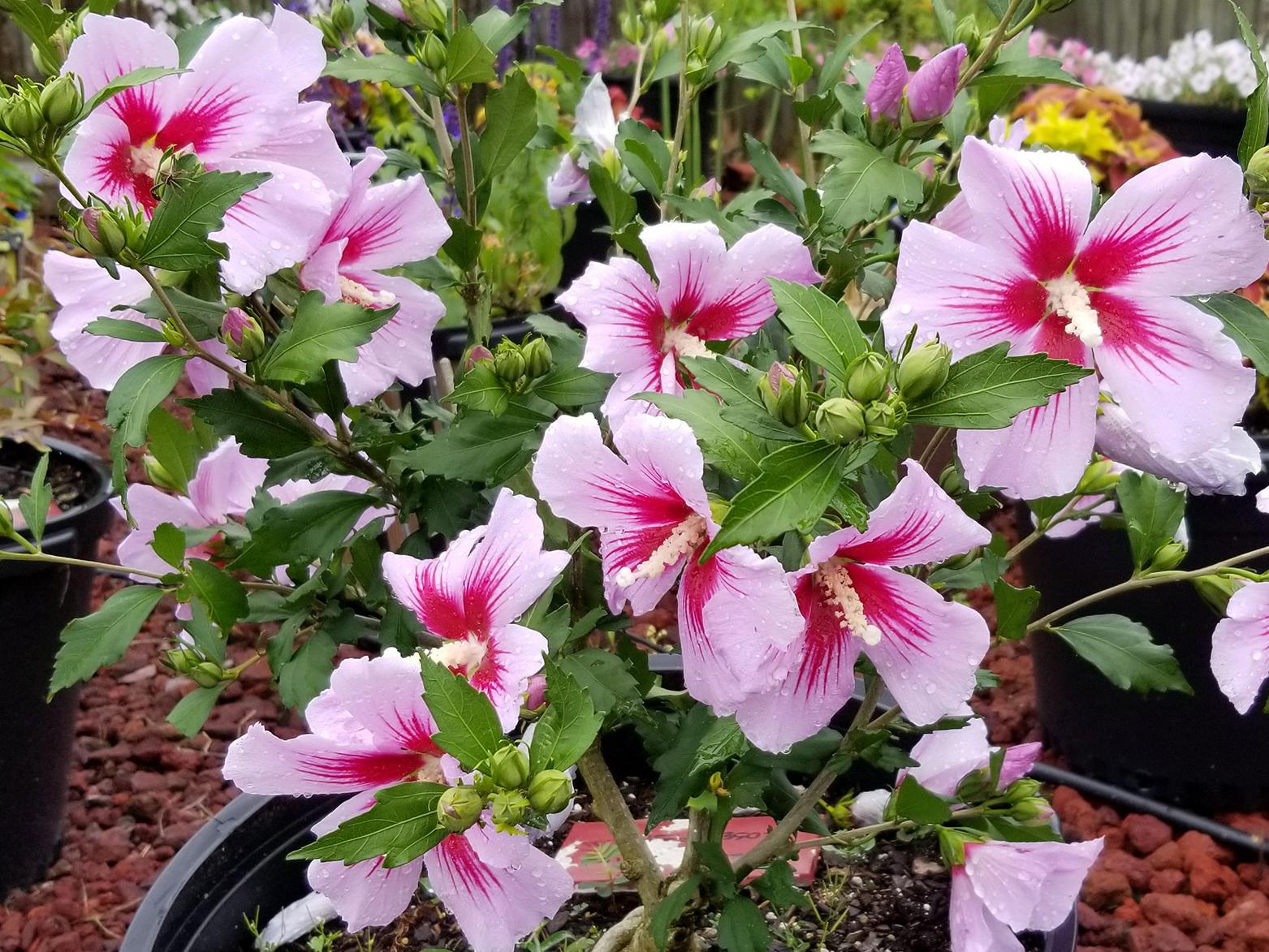 Nearly a dozen light-pink flowers with dark-pink centers grow in a large circular container.