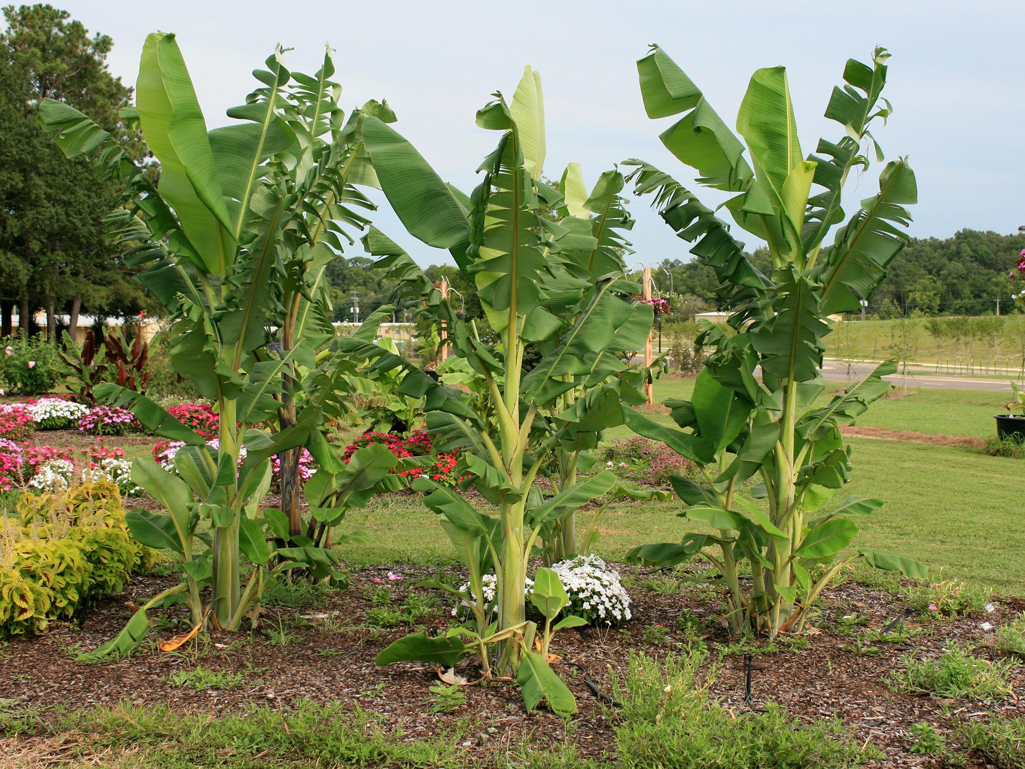 Five tall, bright-green banana plants with large leaves stand prominently in a flower bed.