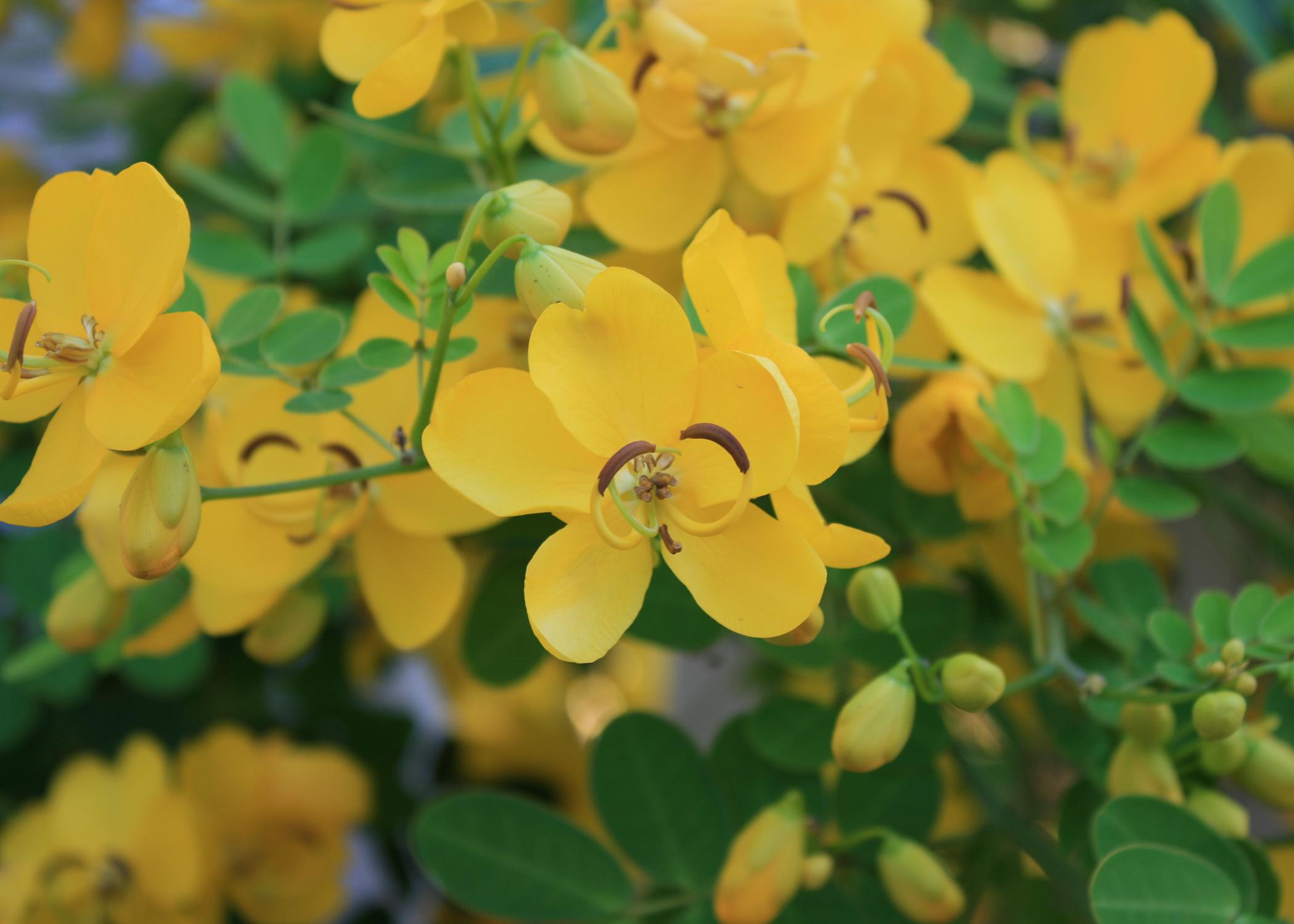 A single, delicate yellow bloom is centered in a frame filled with other yellow blooms and green foliage.