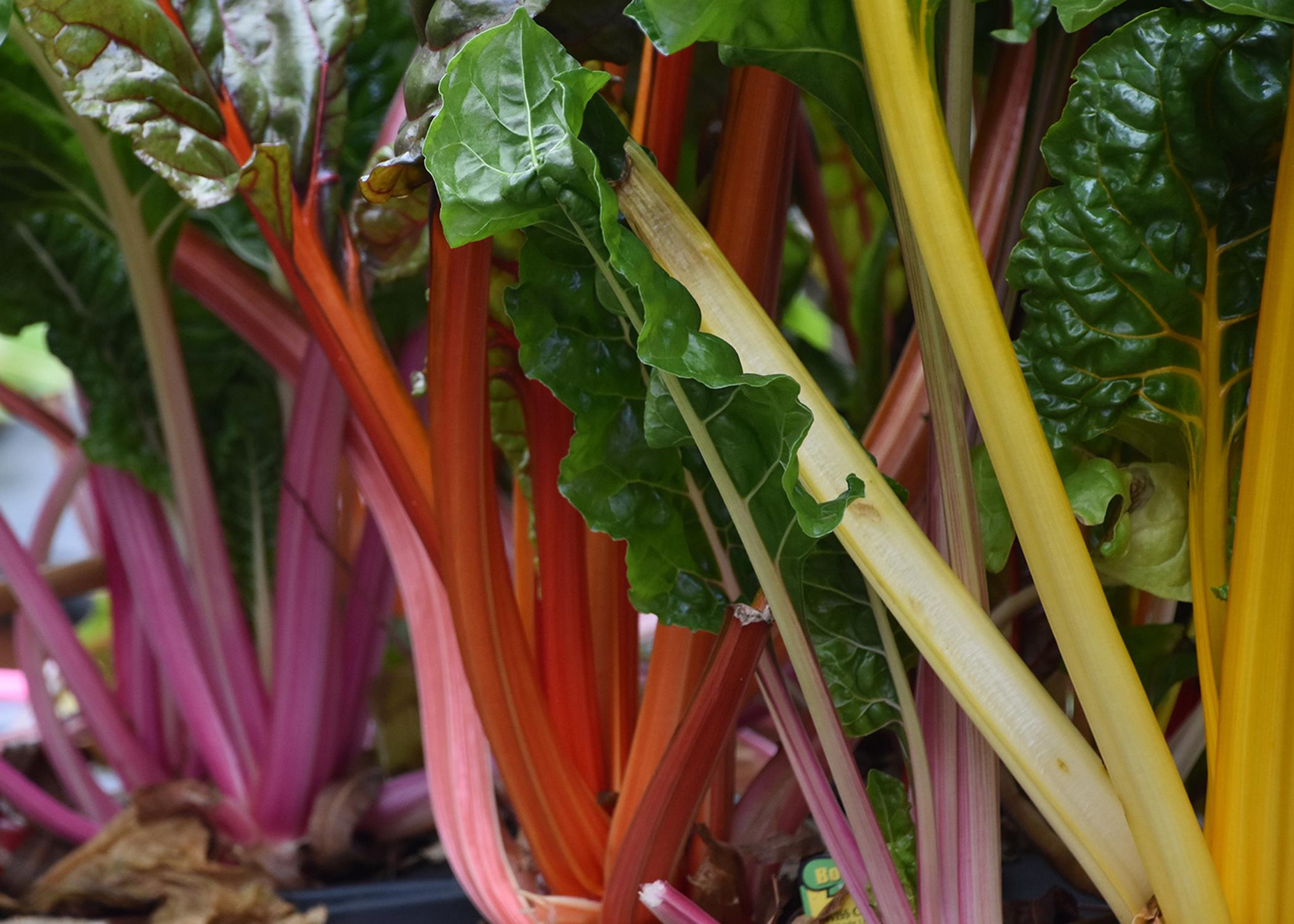 Purple, red and yellow stems are topped by rich green leaves. 