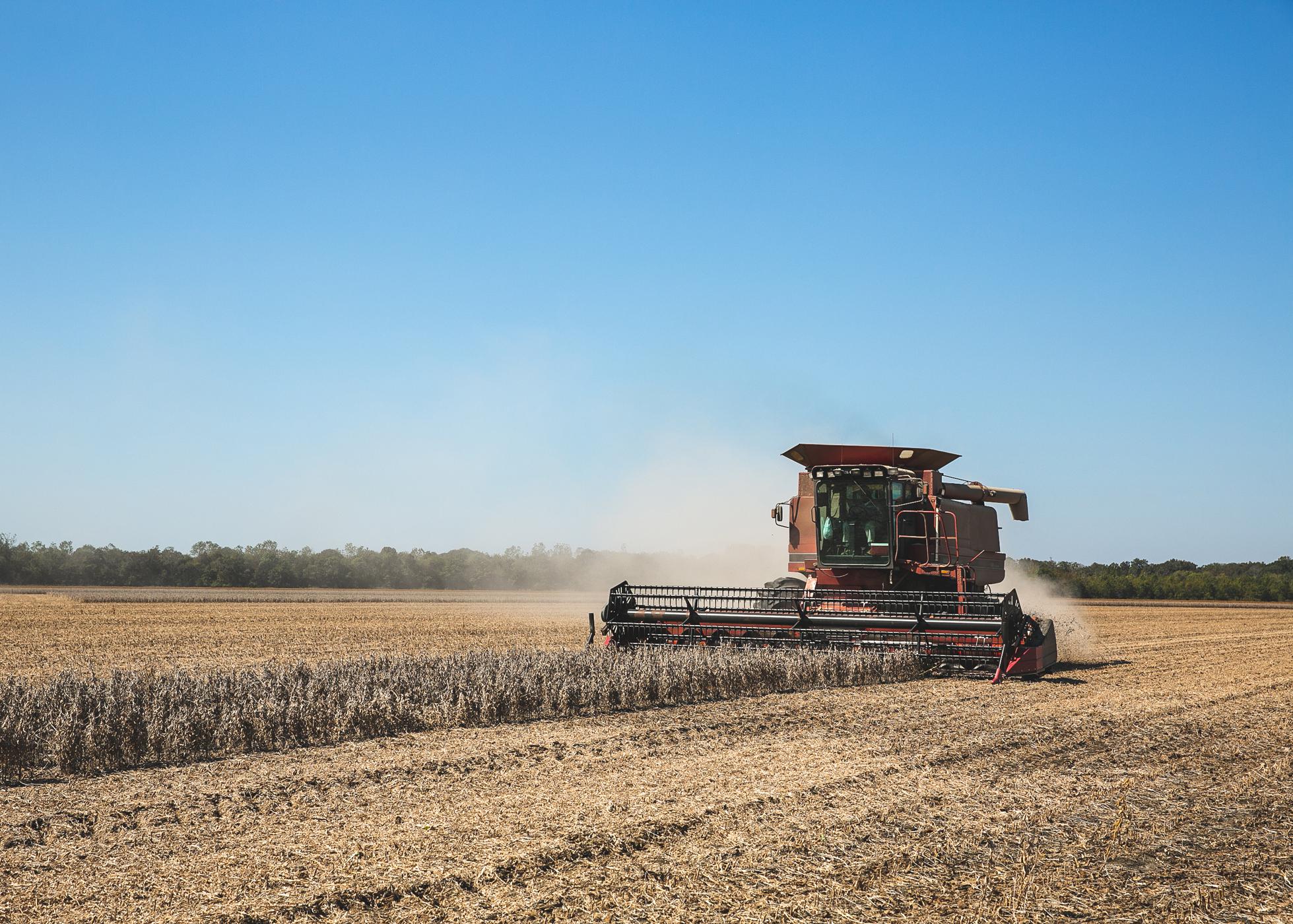 Combine picks soybeans in a field.