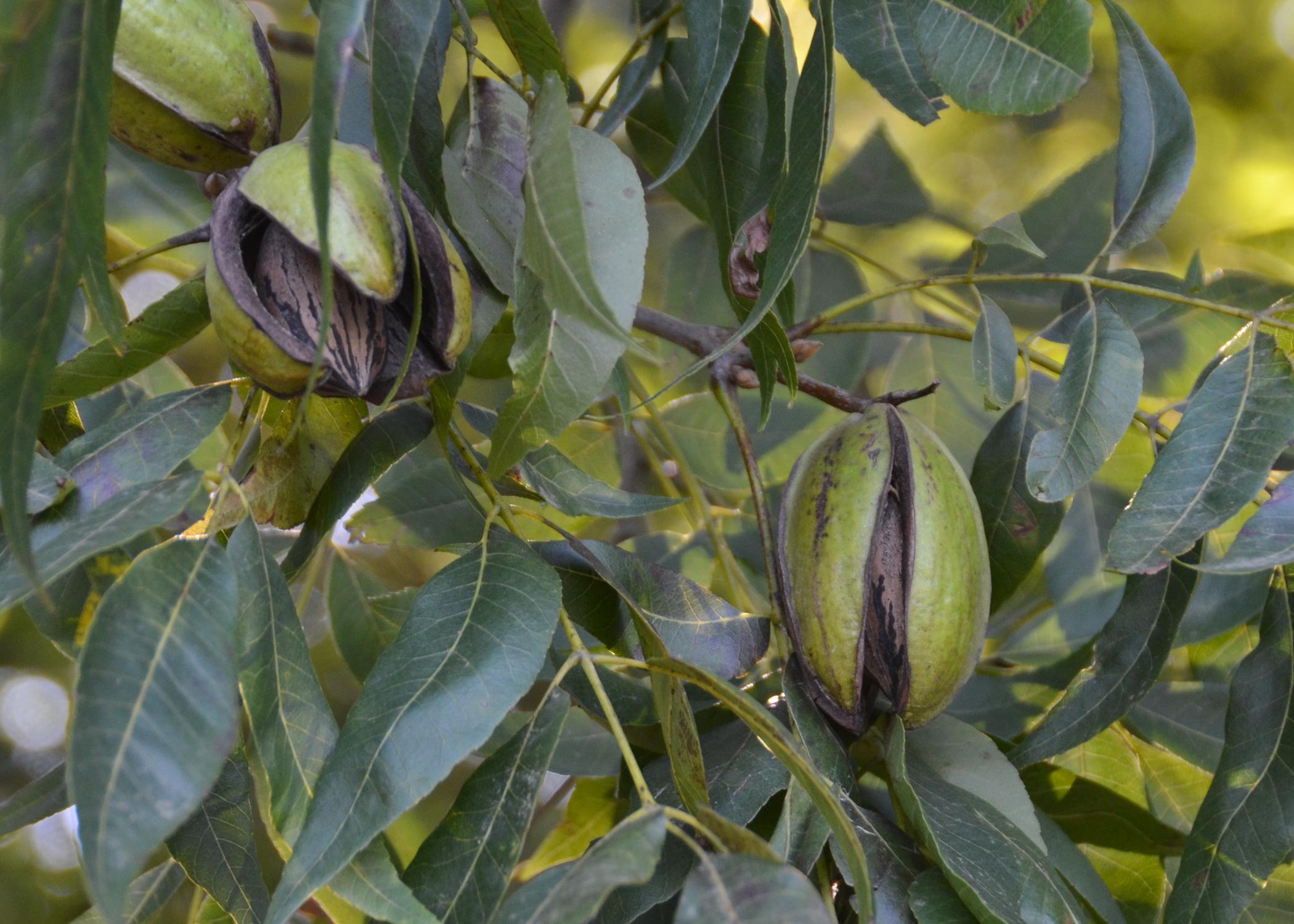 Closeup of pecans on the tree.