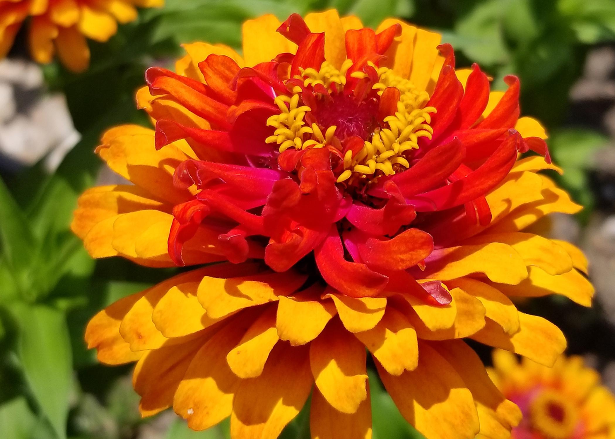 A multicolored orange bloom is fully open over green leaves.