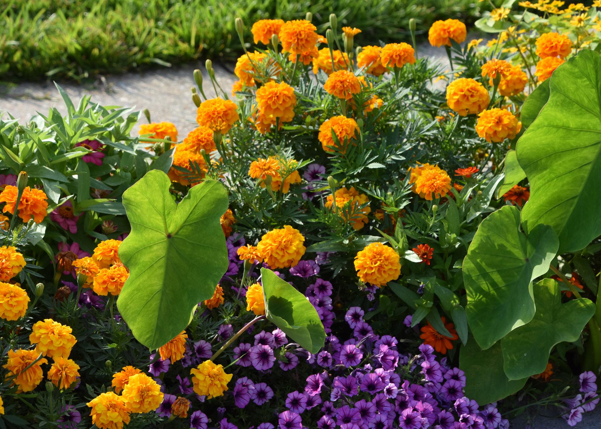 Round, orange blooms cover a plant in a landscape bed with purple blooms and large, green foliage.