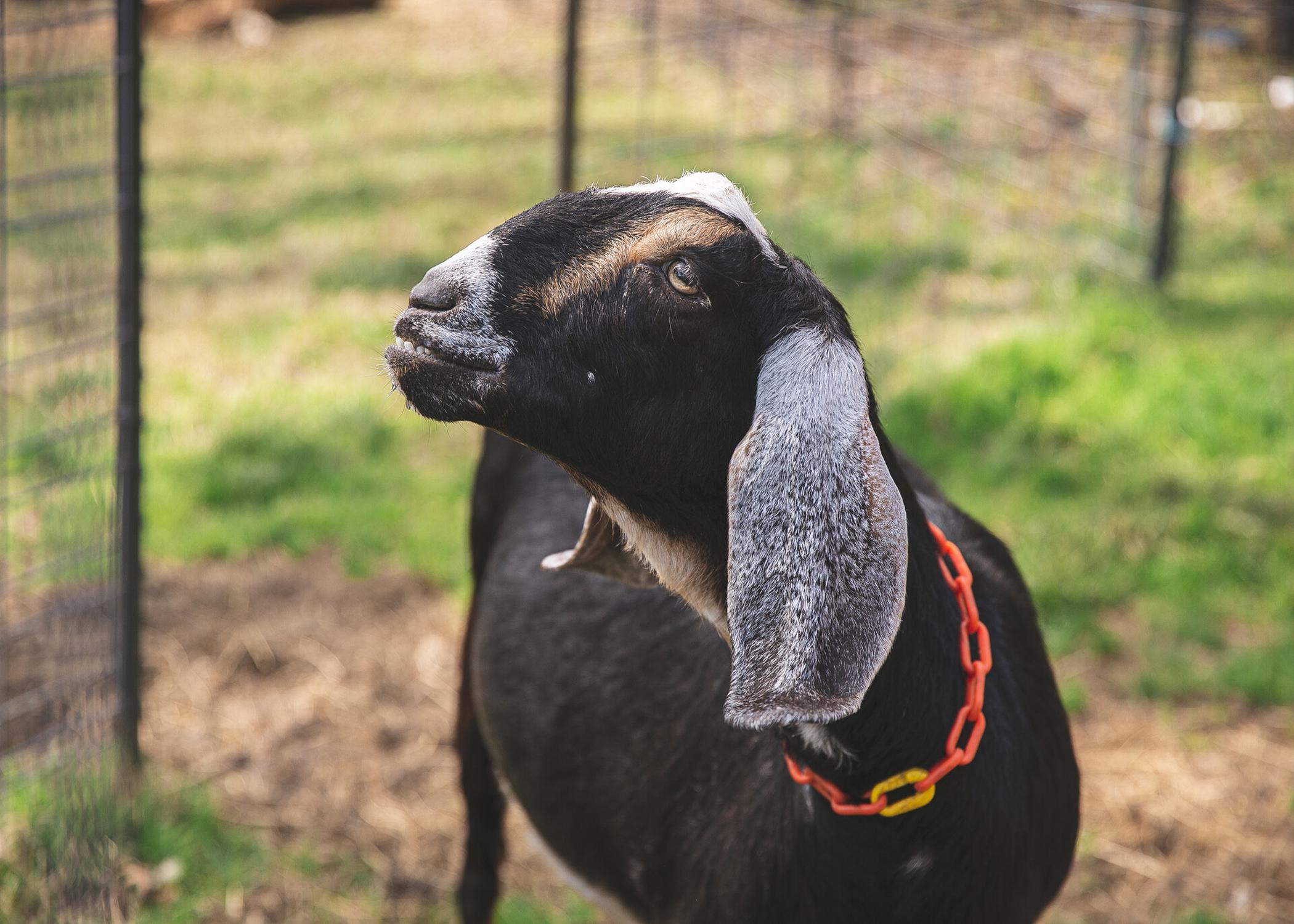 A goat stands in front of a fence.