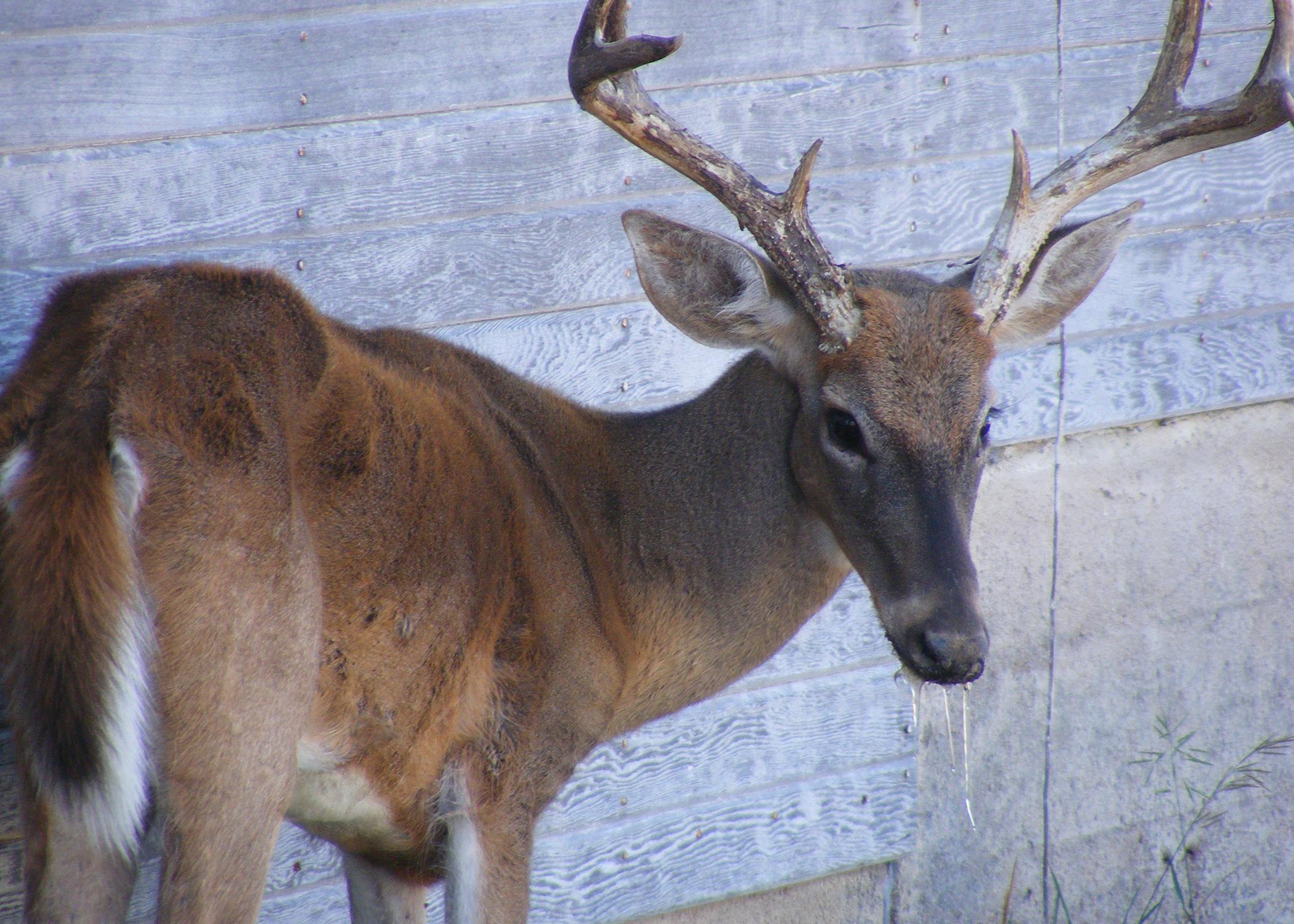 An unhealthy deer stands next to a wall.