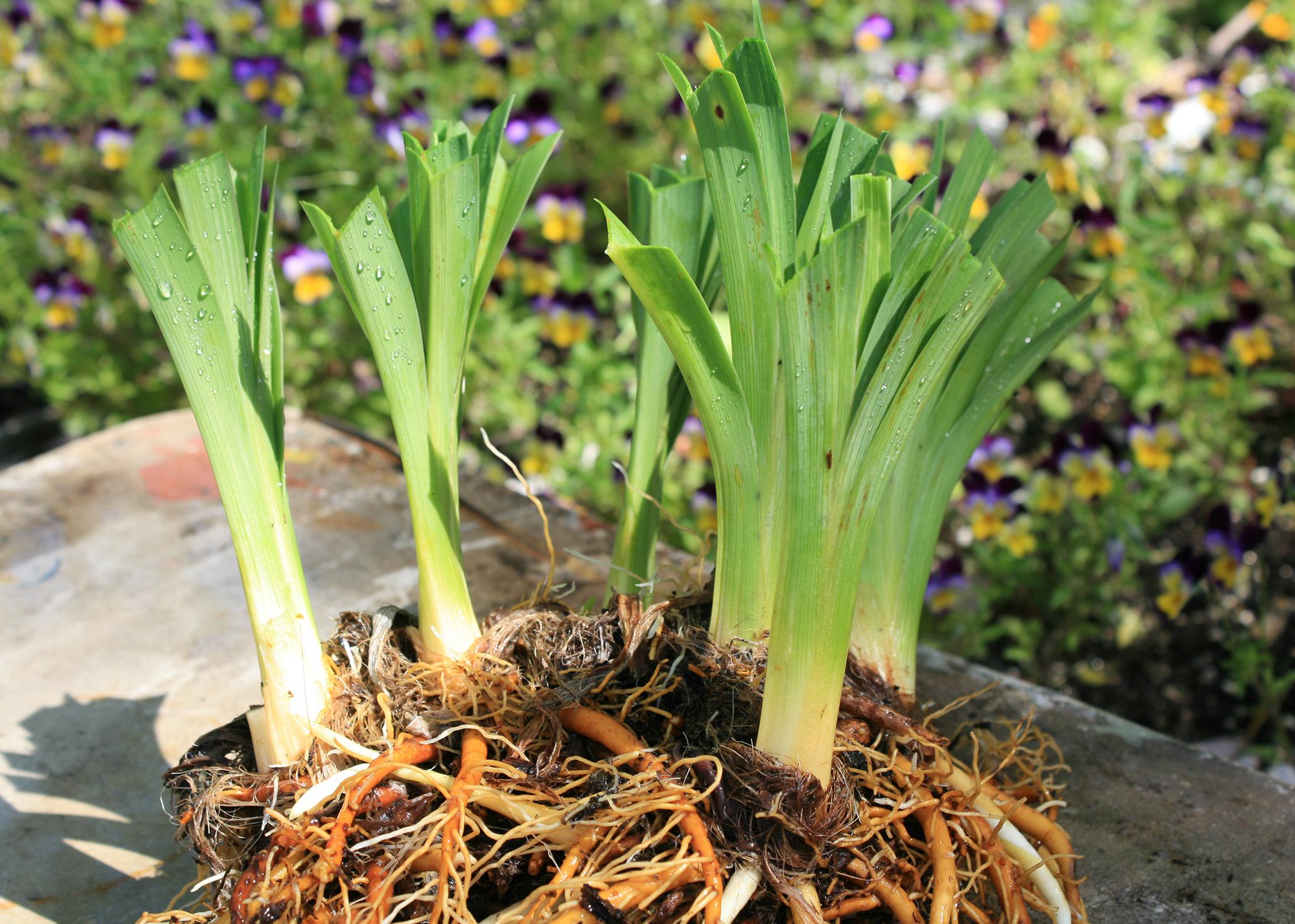 A clump of plants has trimmed tops and exposed roots.