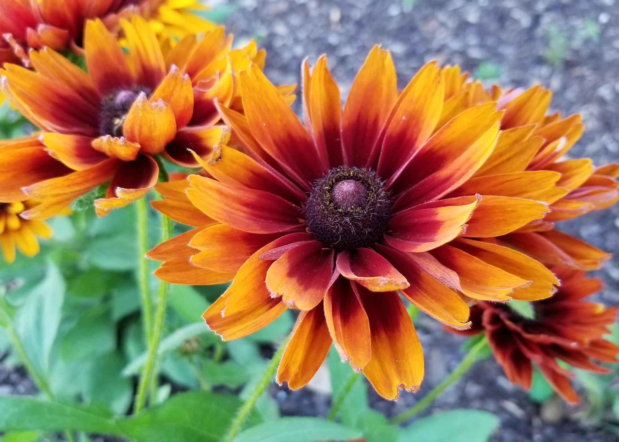 Three large, yellow flowers with dark centers bloom on green stems.