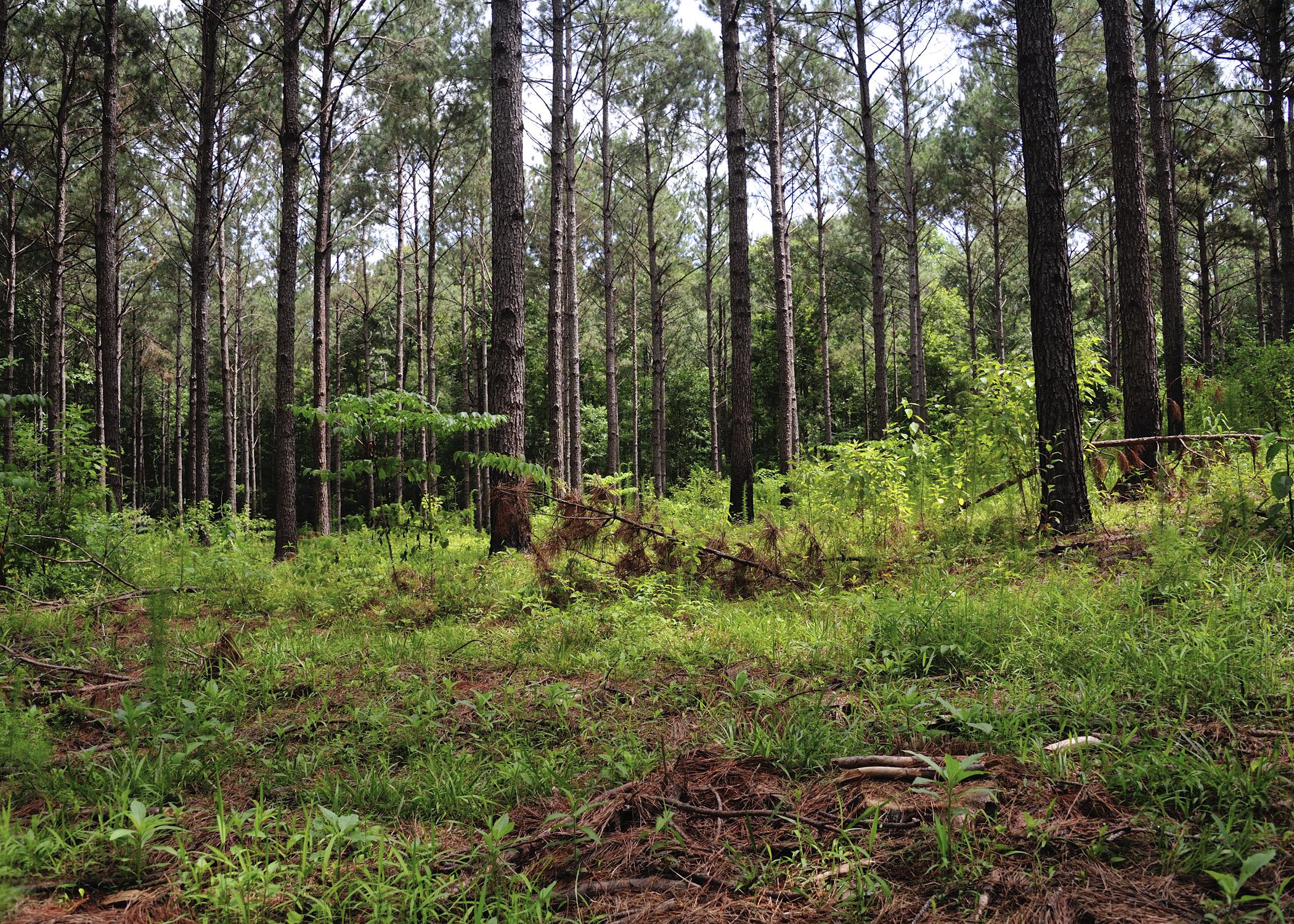 A pine stand has small branches laying on the ground near trees.