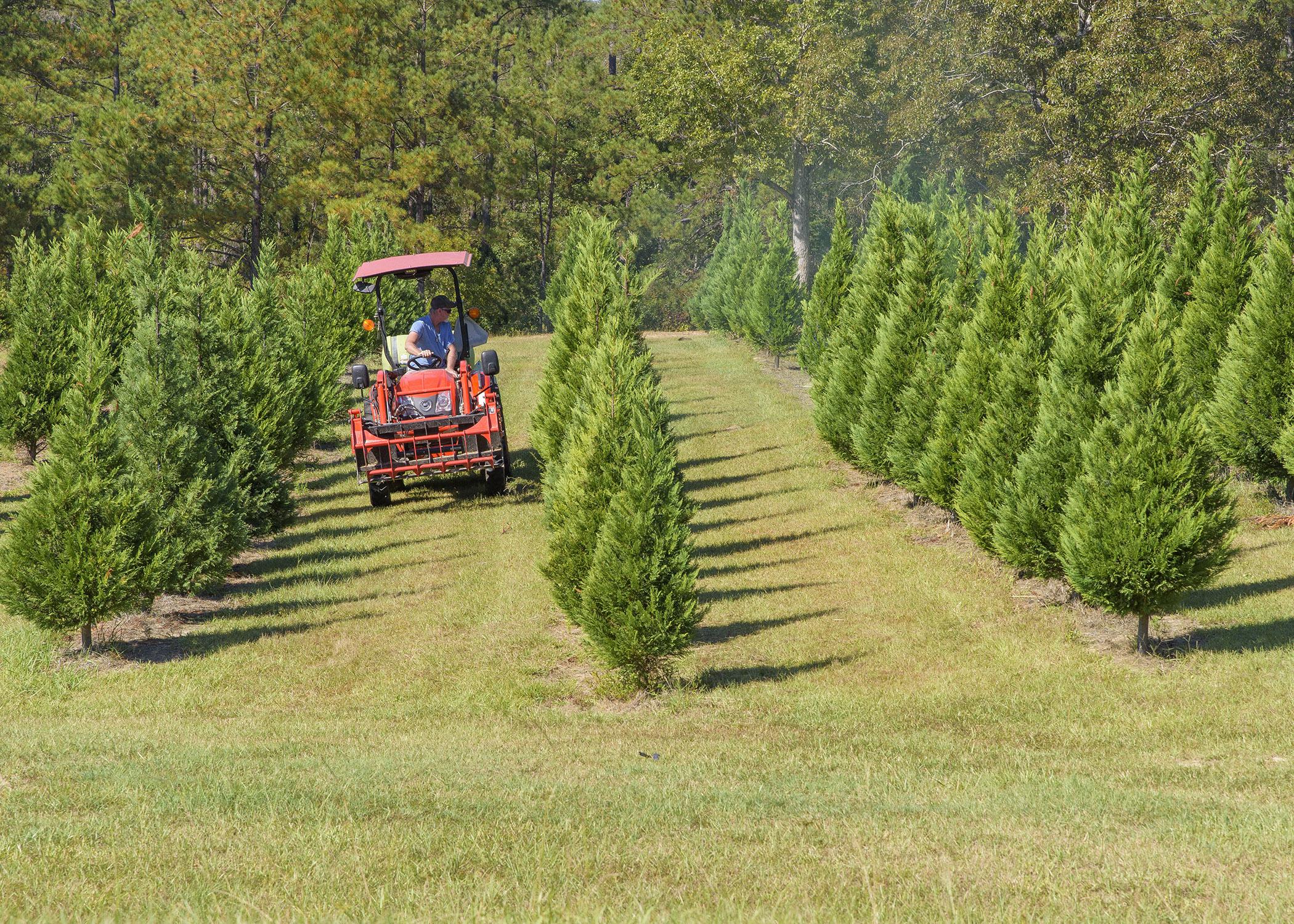 A man on a tractor drives through Christmas trees.