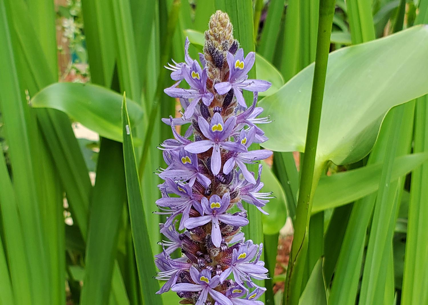 A tall, purple weed in the foreground with green grass in the back.