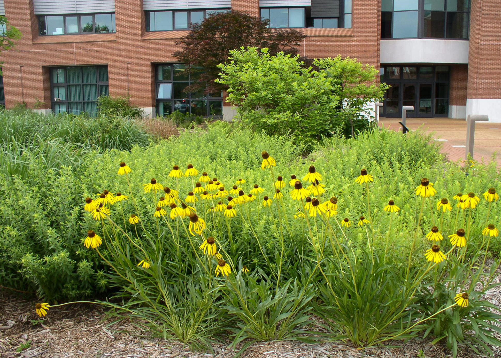 Yellow flowers bloom in the landscape in front of a building.